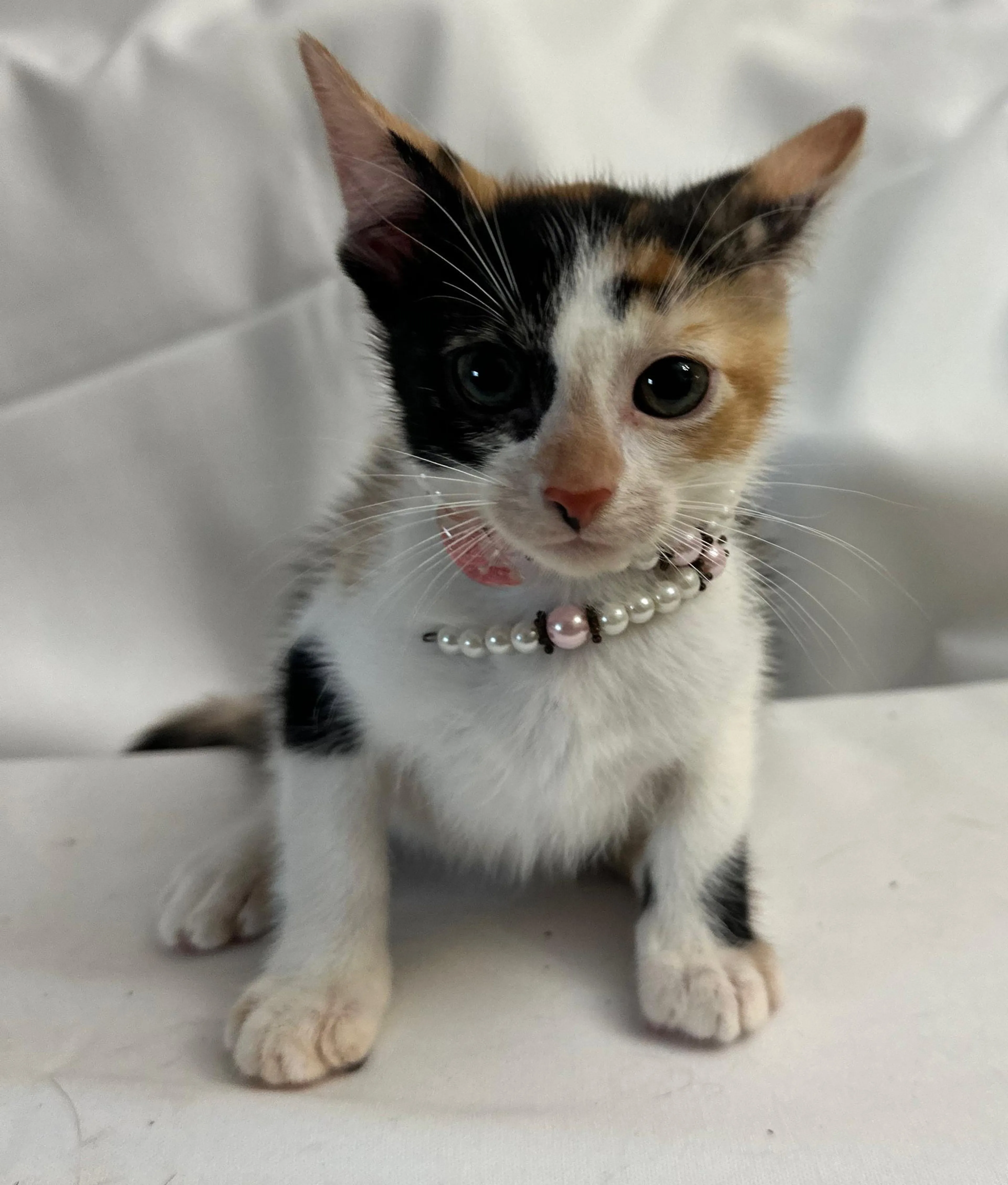 Found pet-0