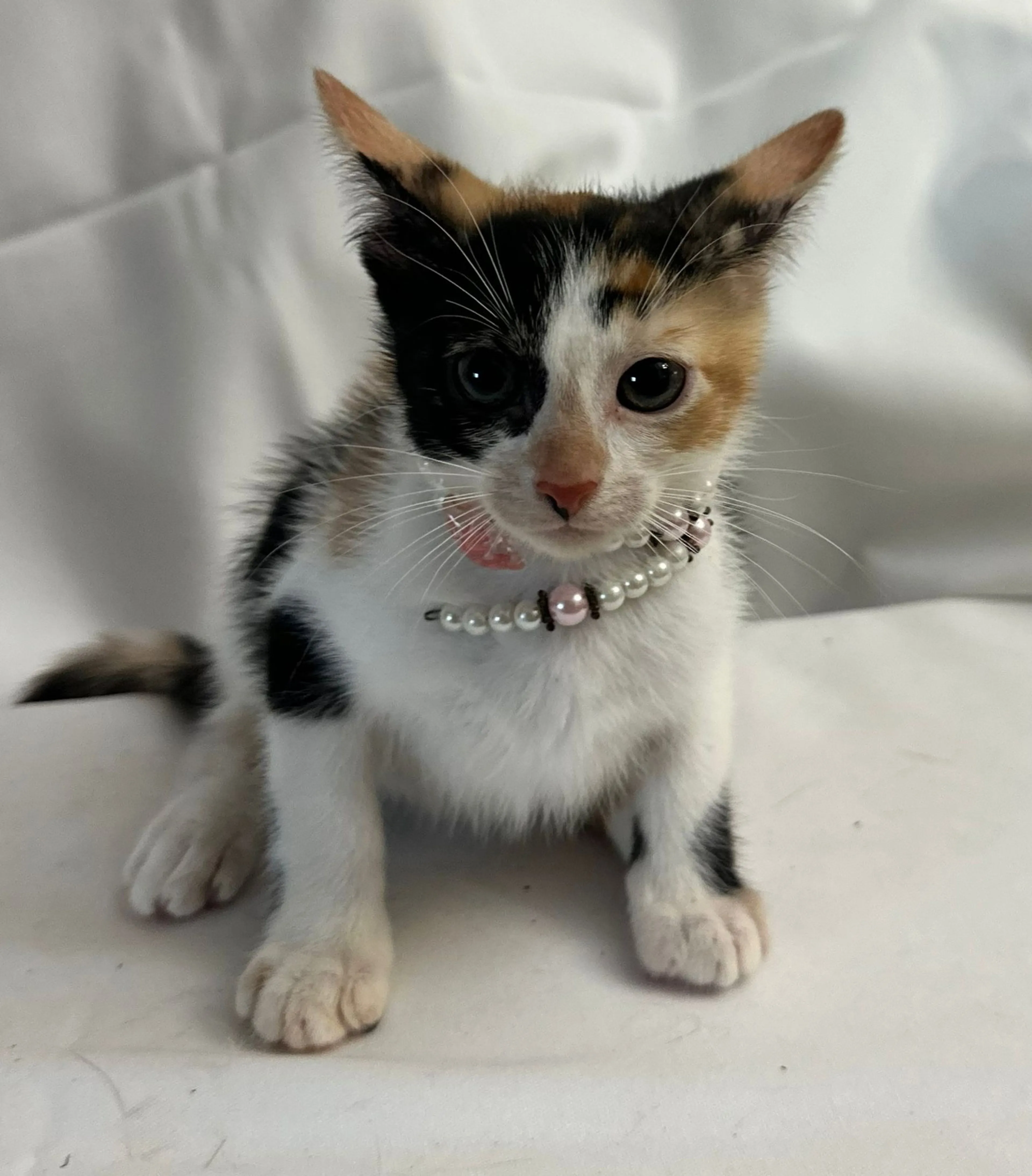 Found pet-2
