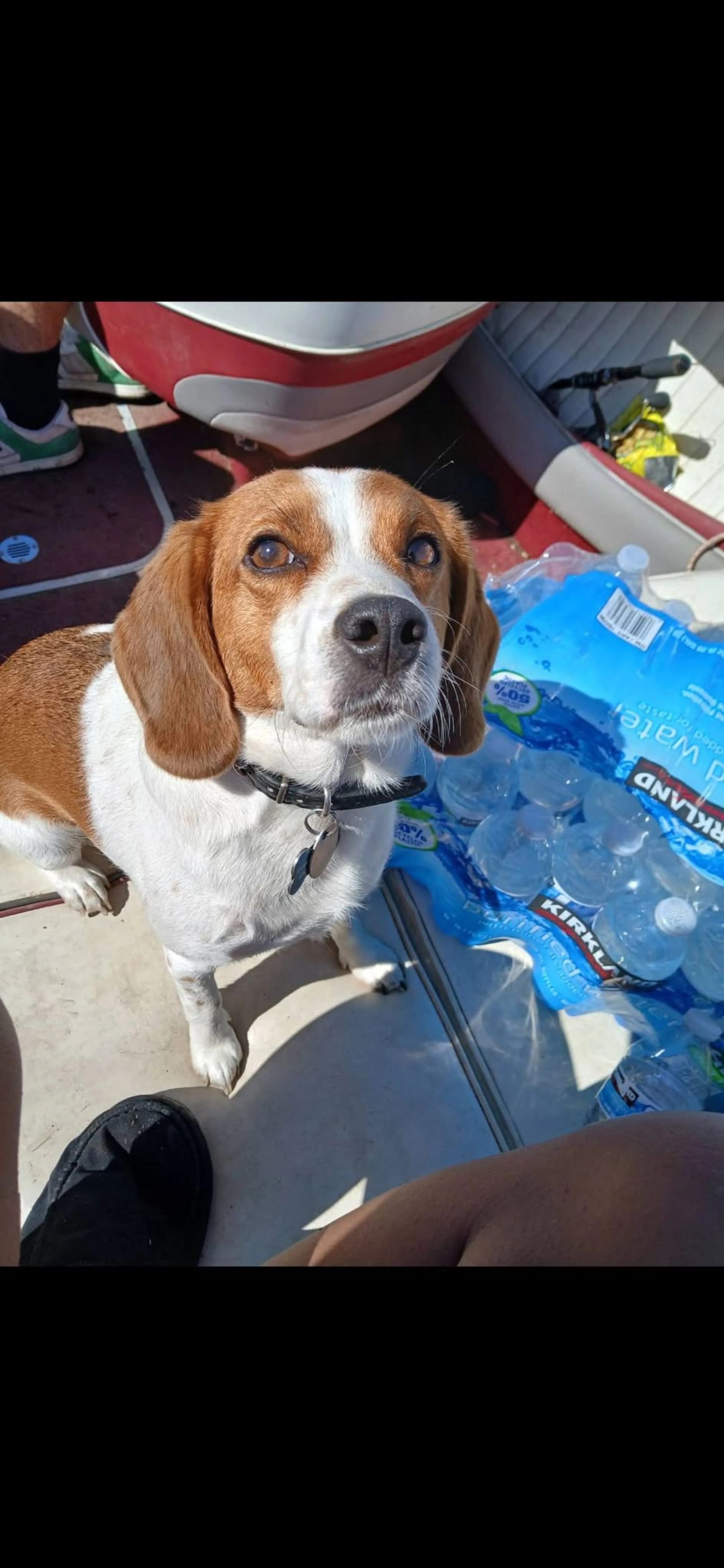 Lost pet