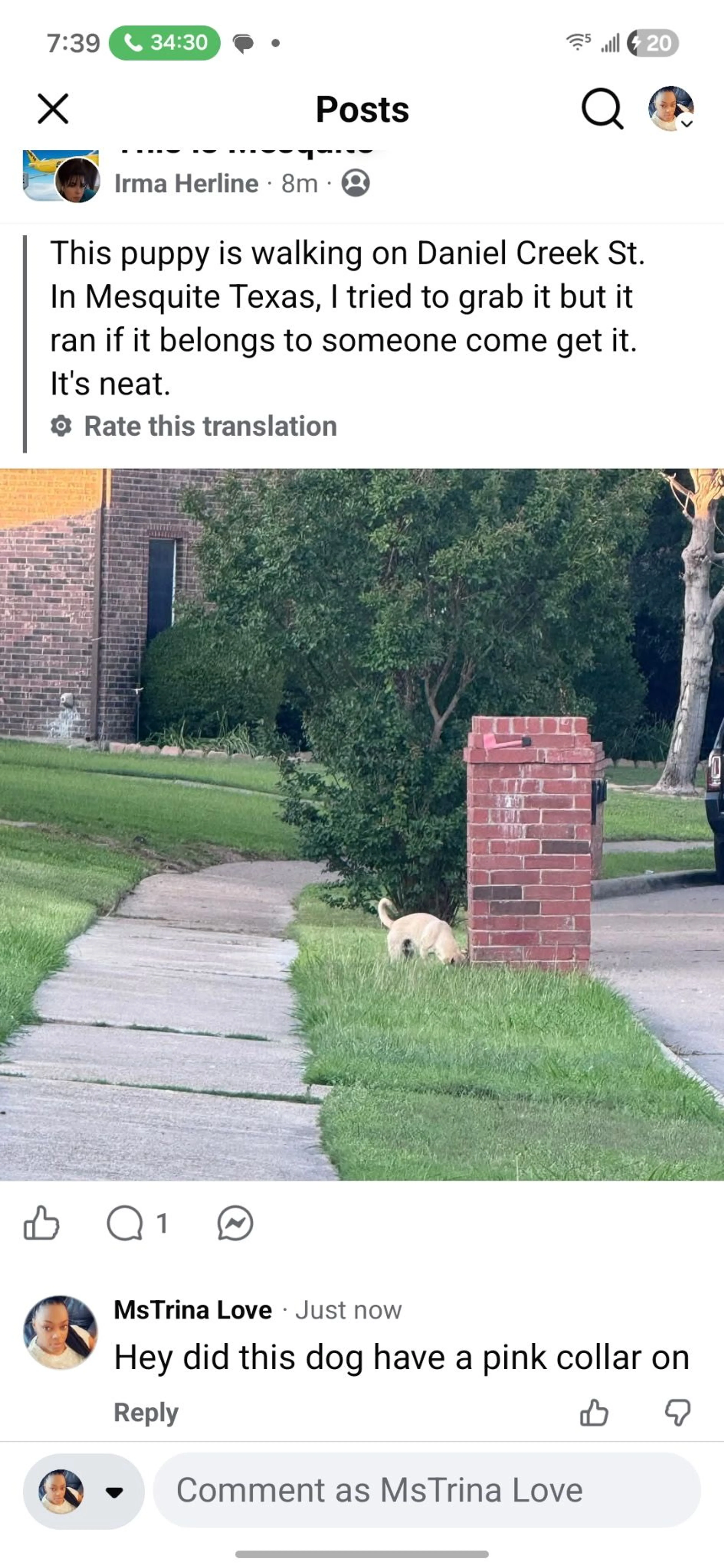 Lost pet-1