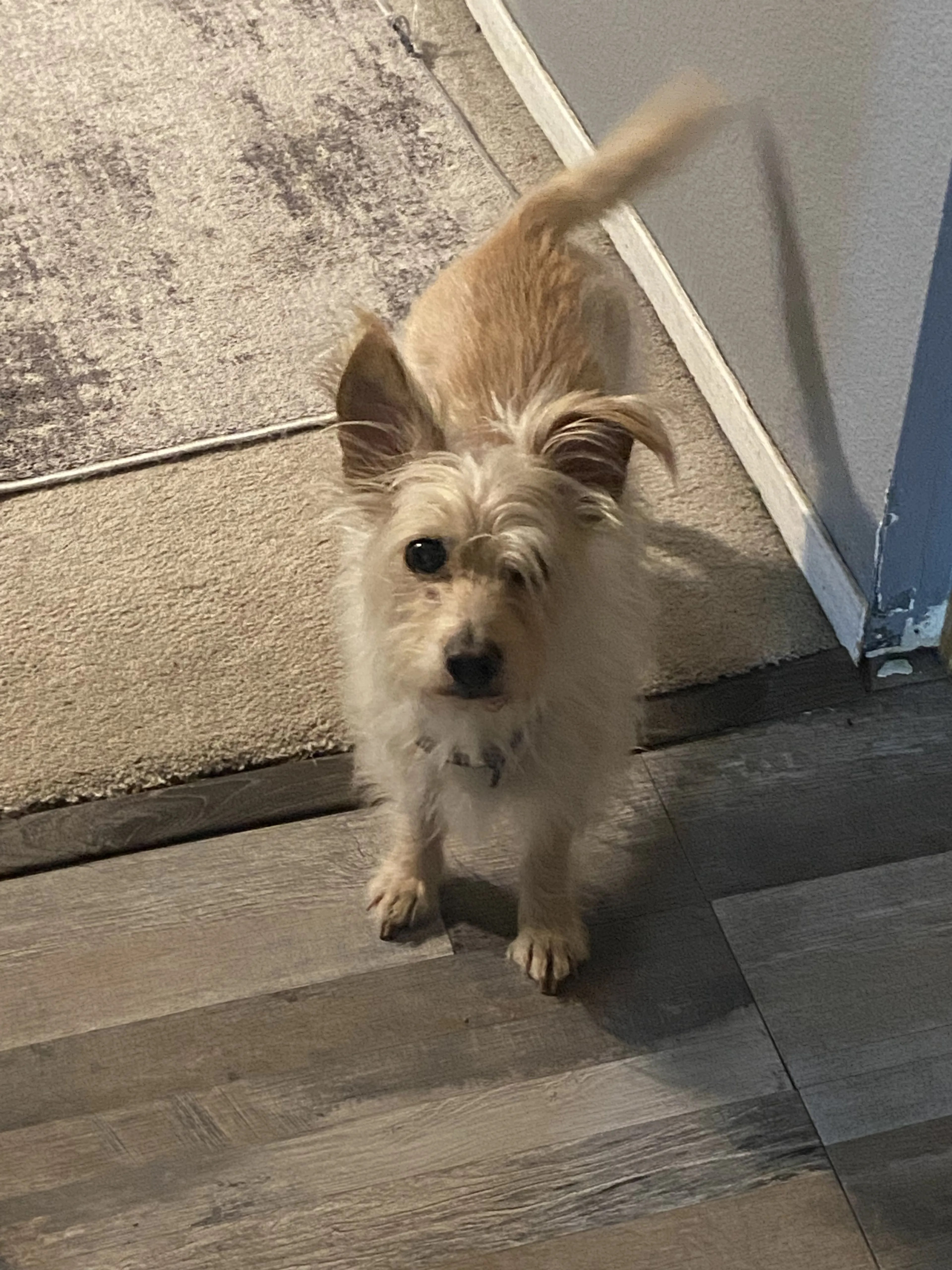 Lost pet