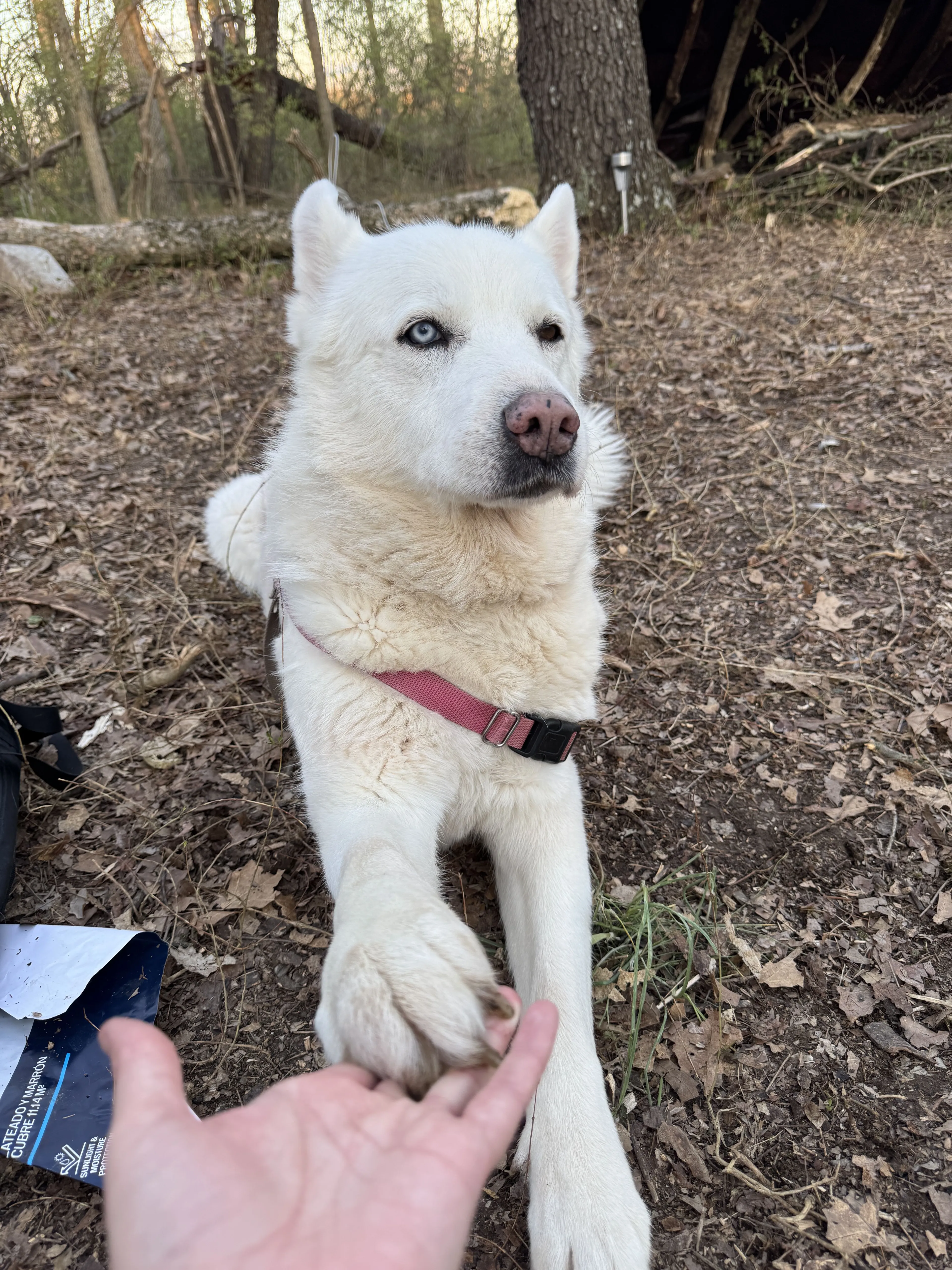 Lost pet