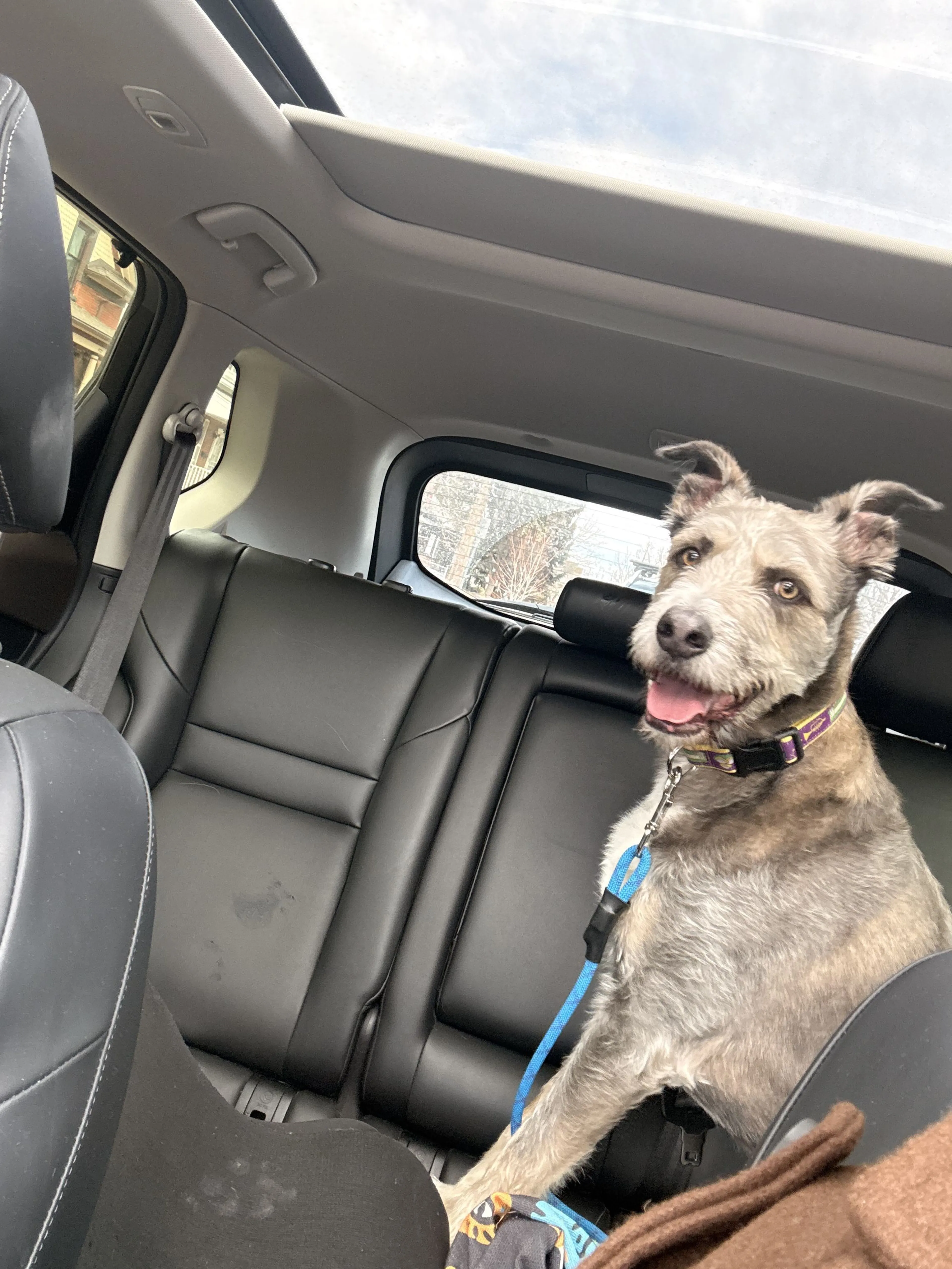 Lost pet