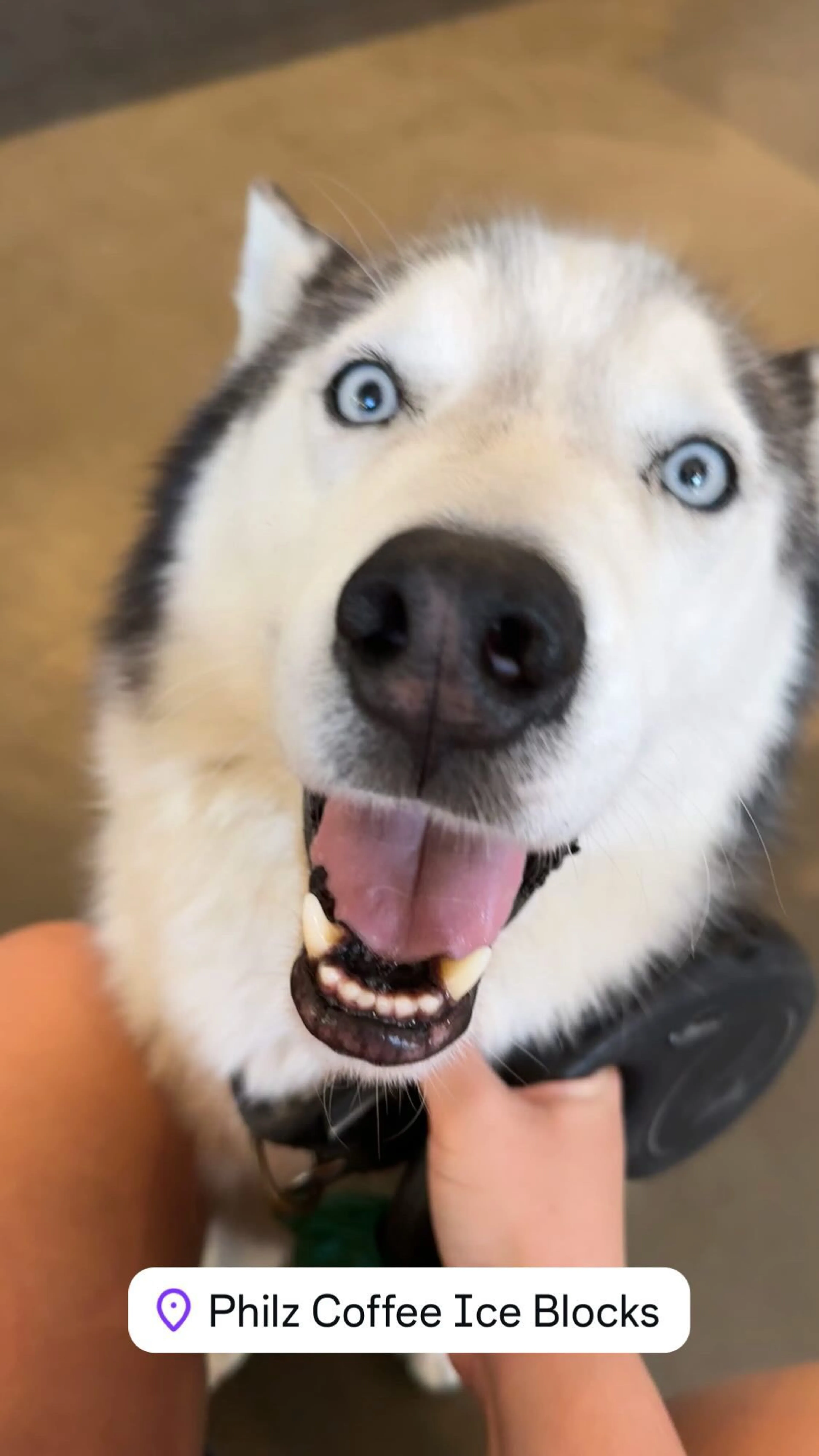 Lost pet