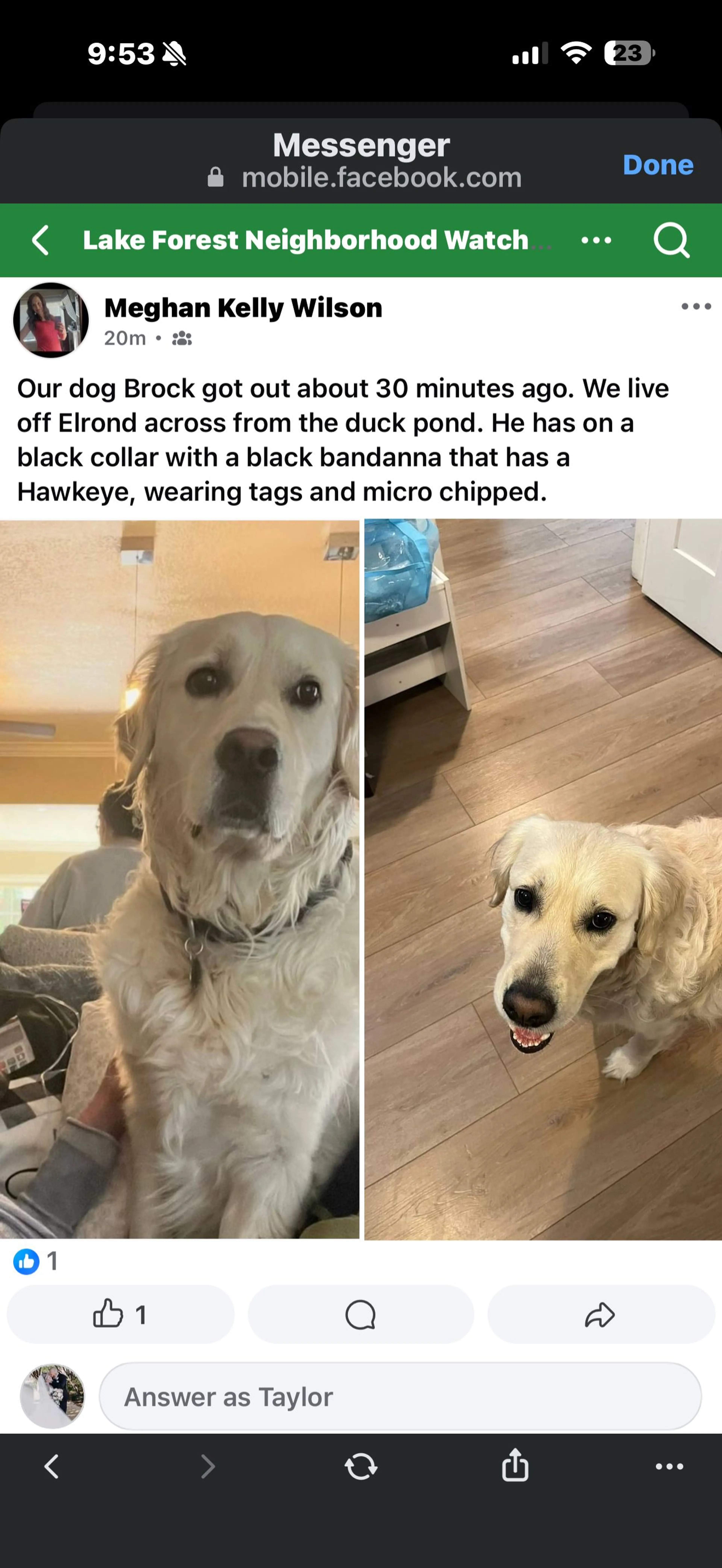 Lost pet