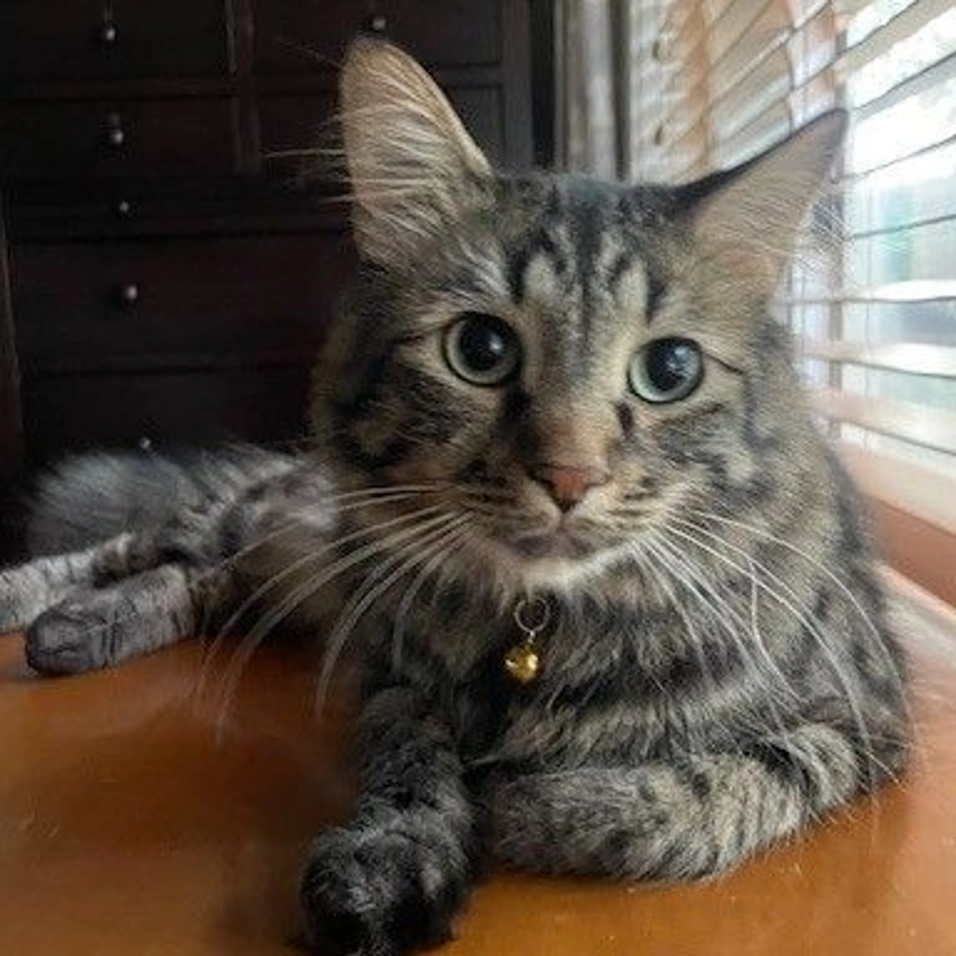 Lost pet-0
