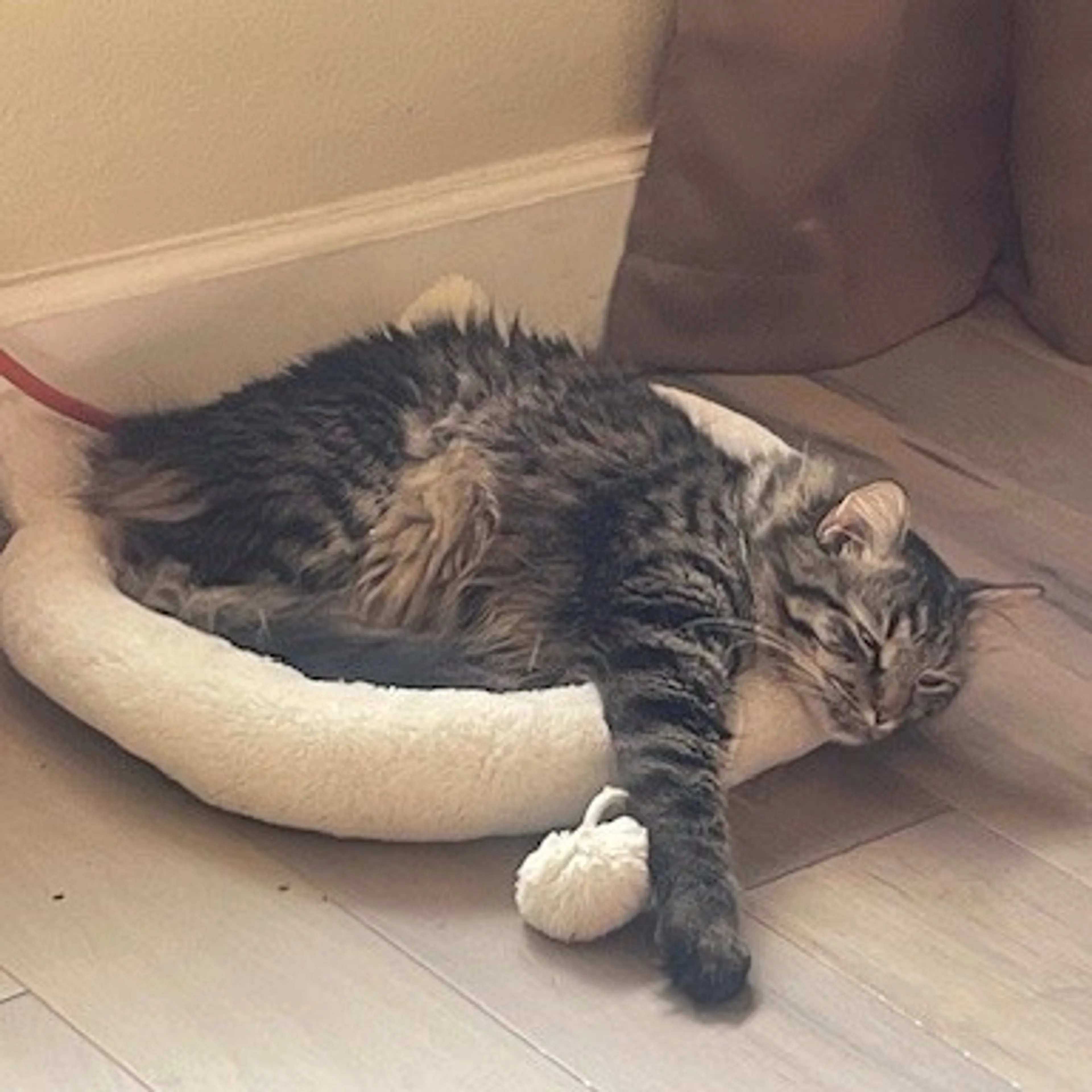 Lost pet-3