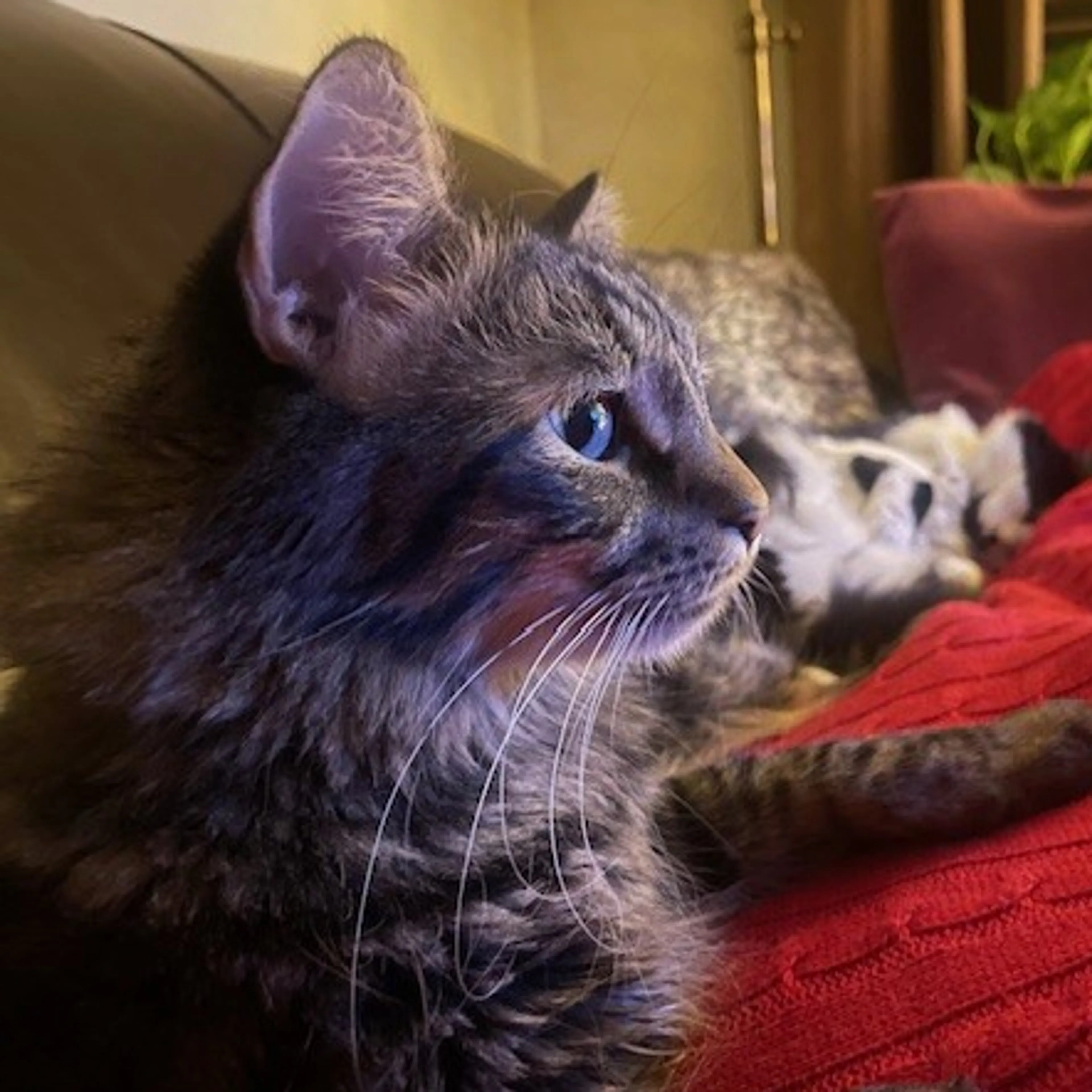 Lost pet-2