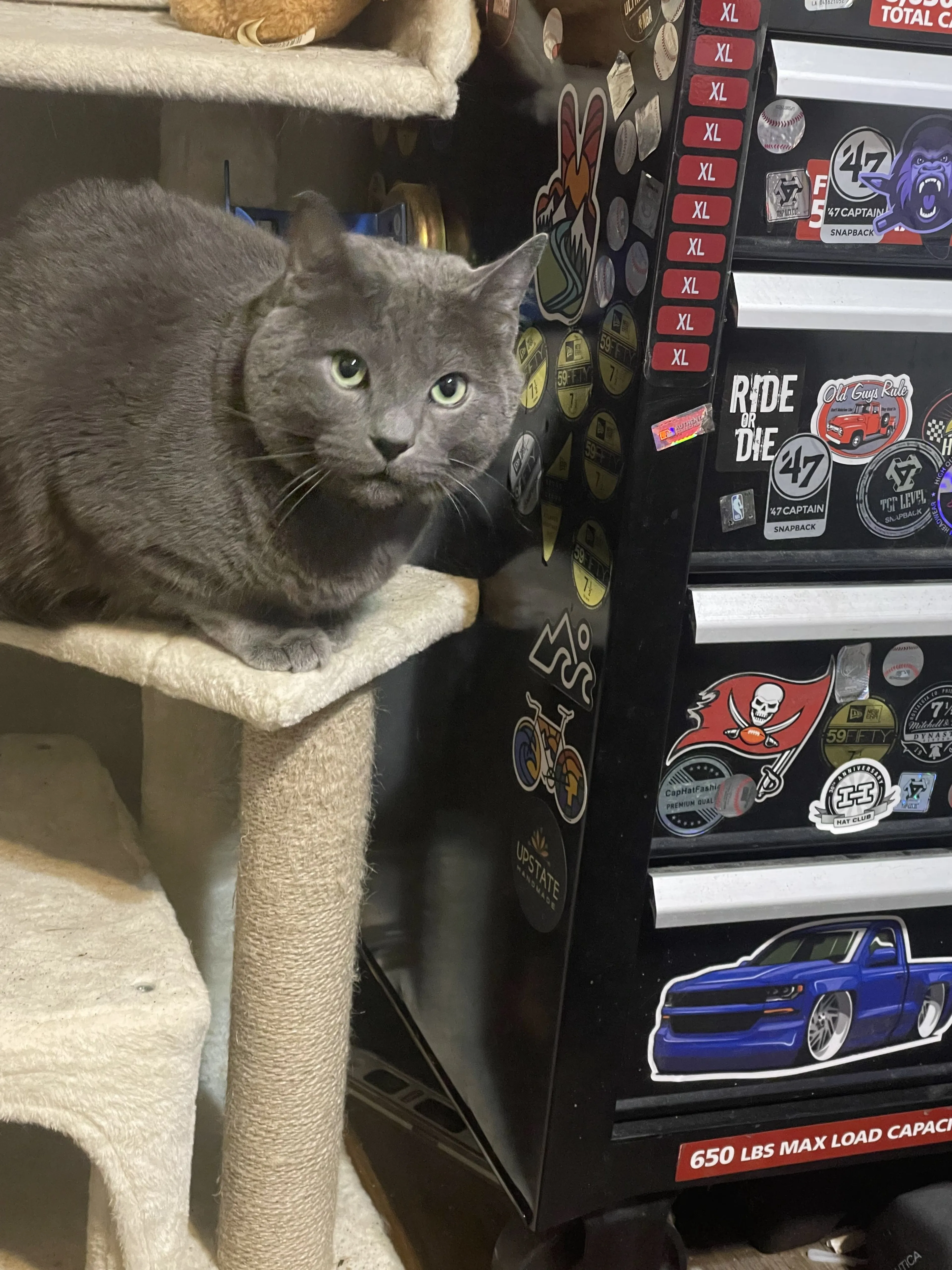 Lost pet