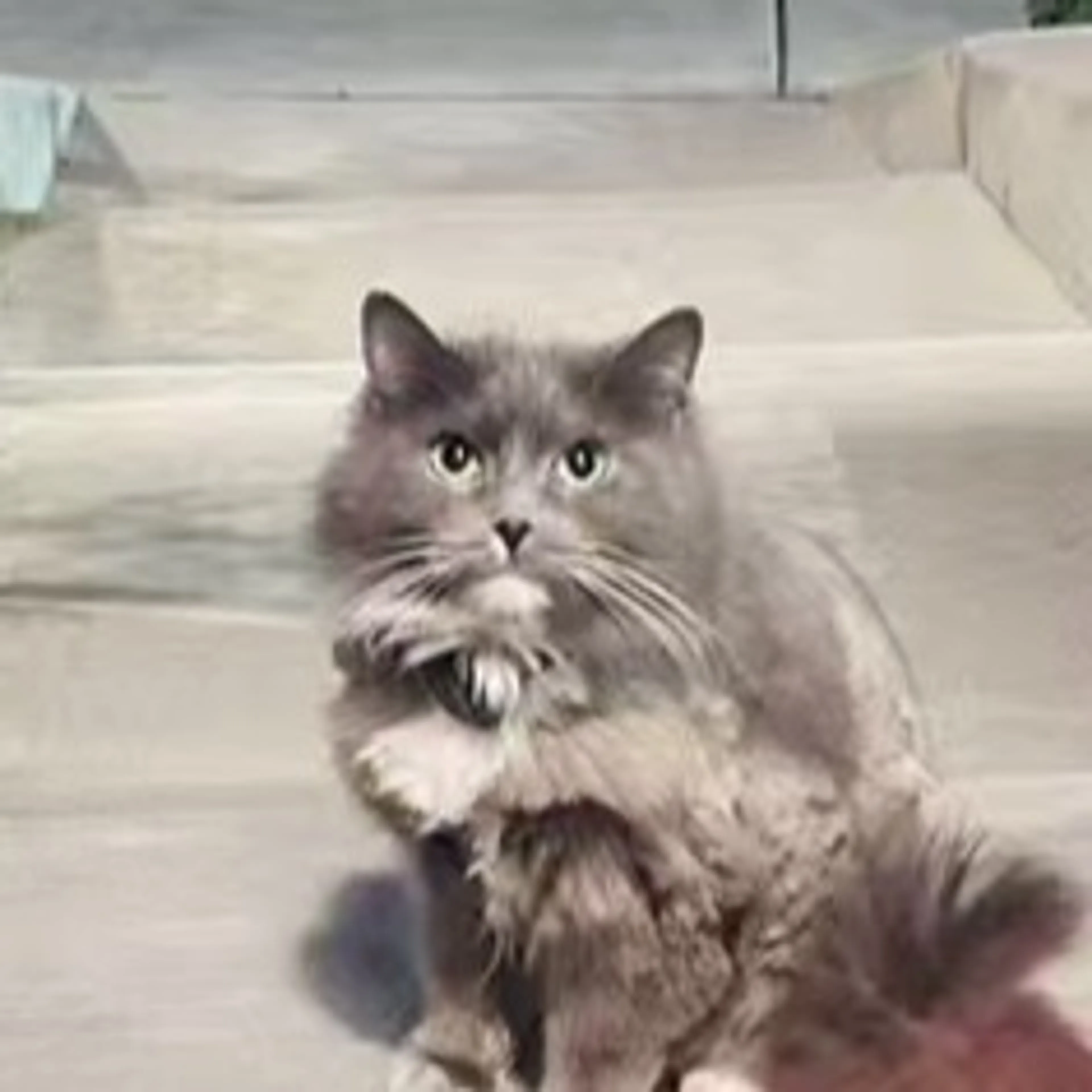 Lost pet