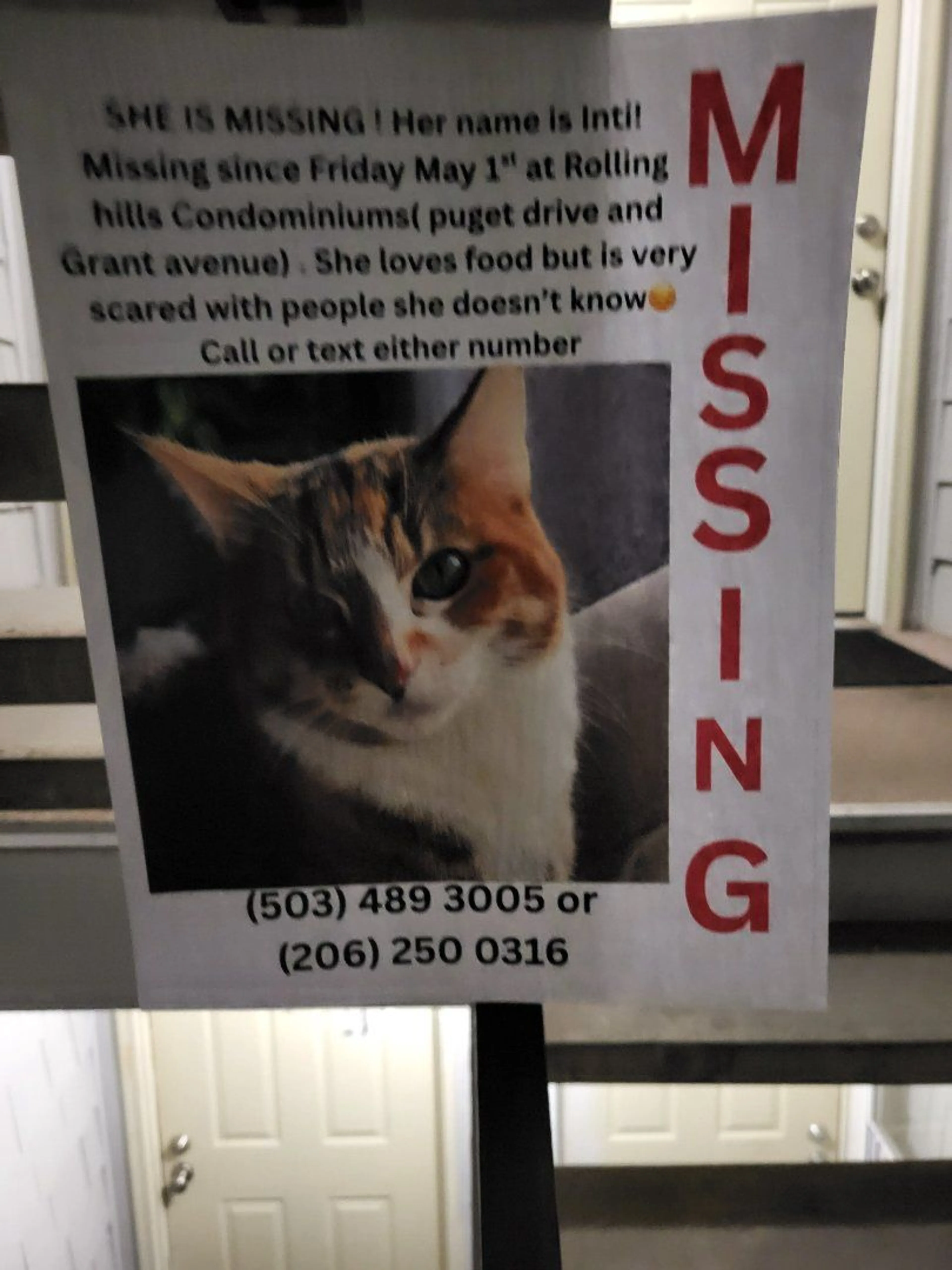 Lost pet