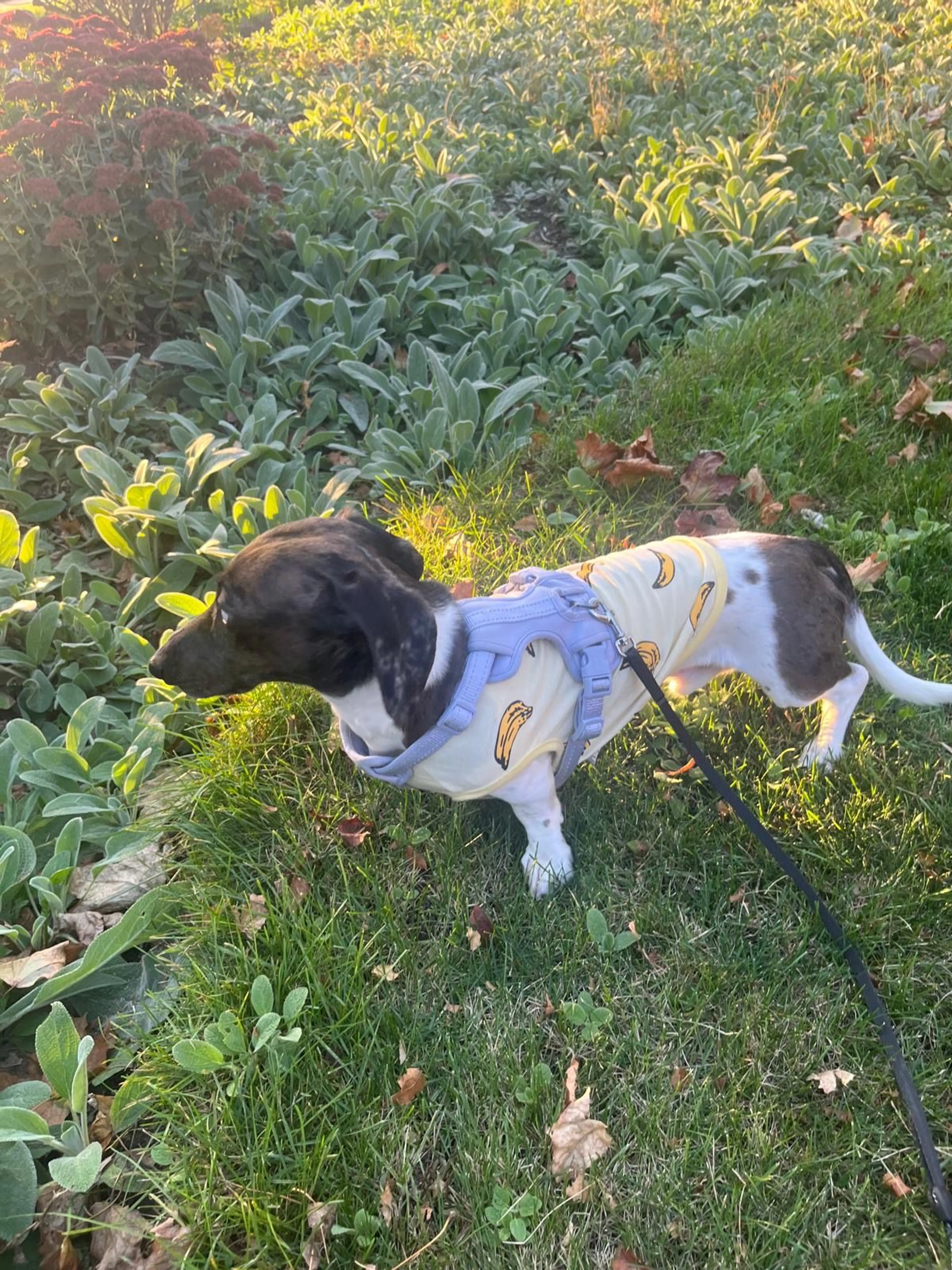 Lost pet