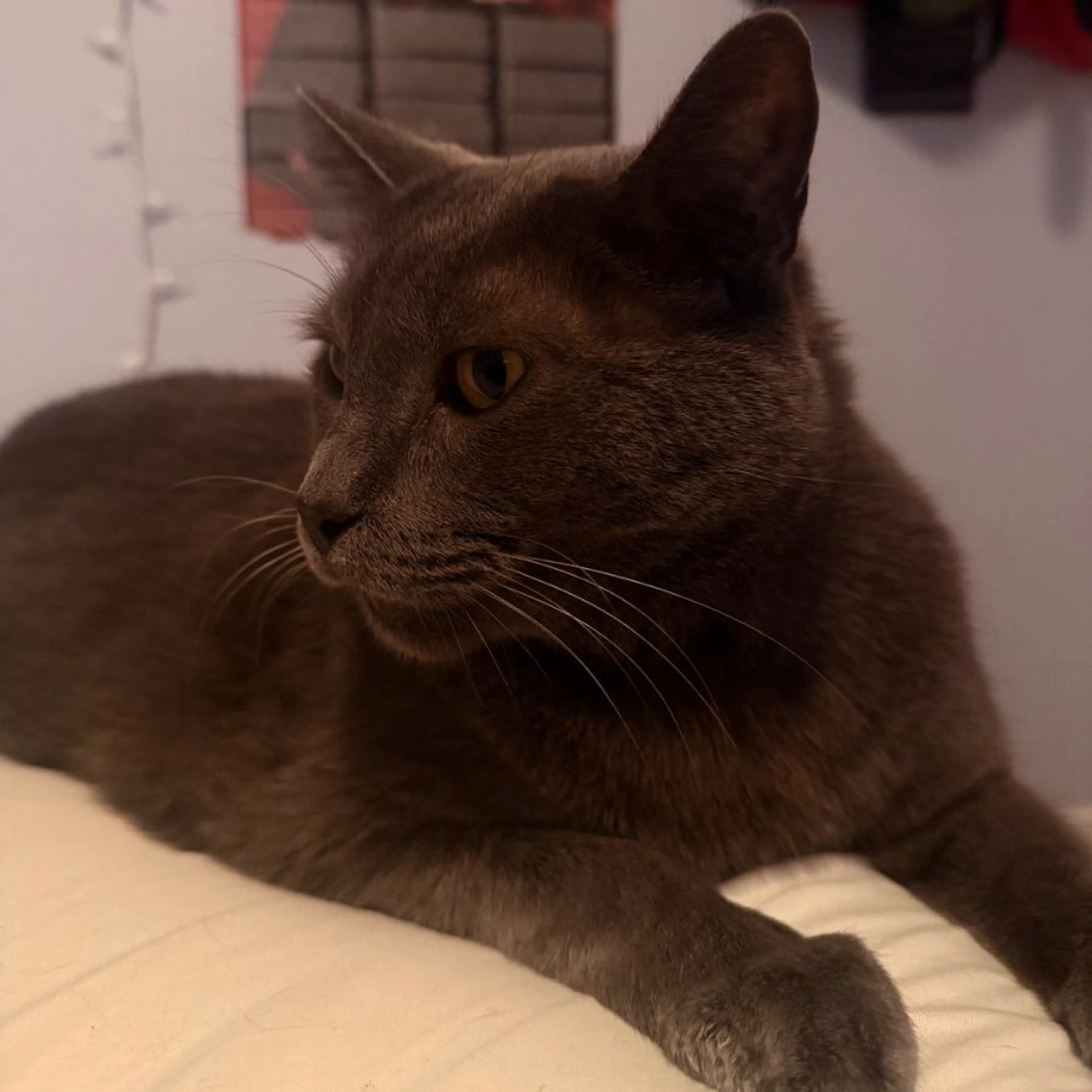 Lost pet