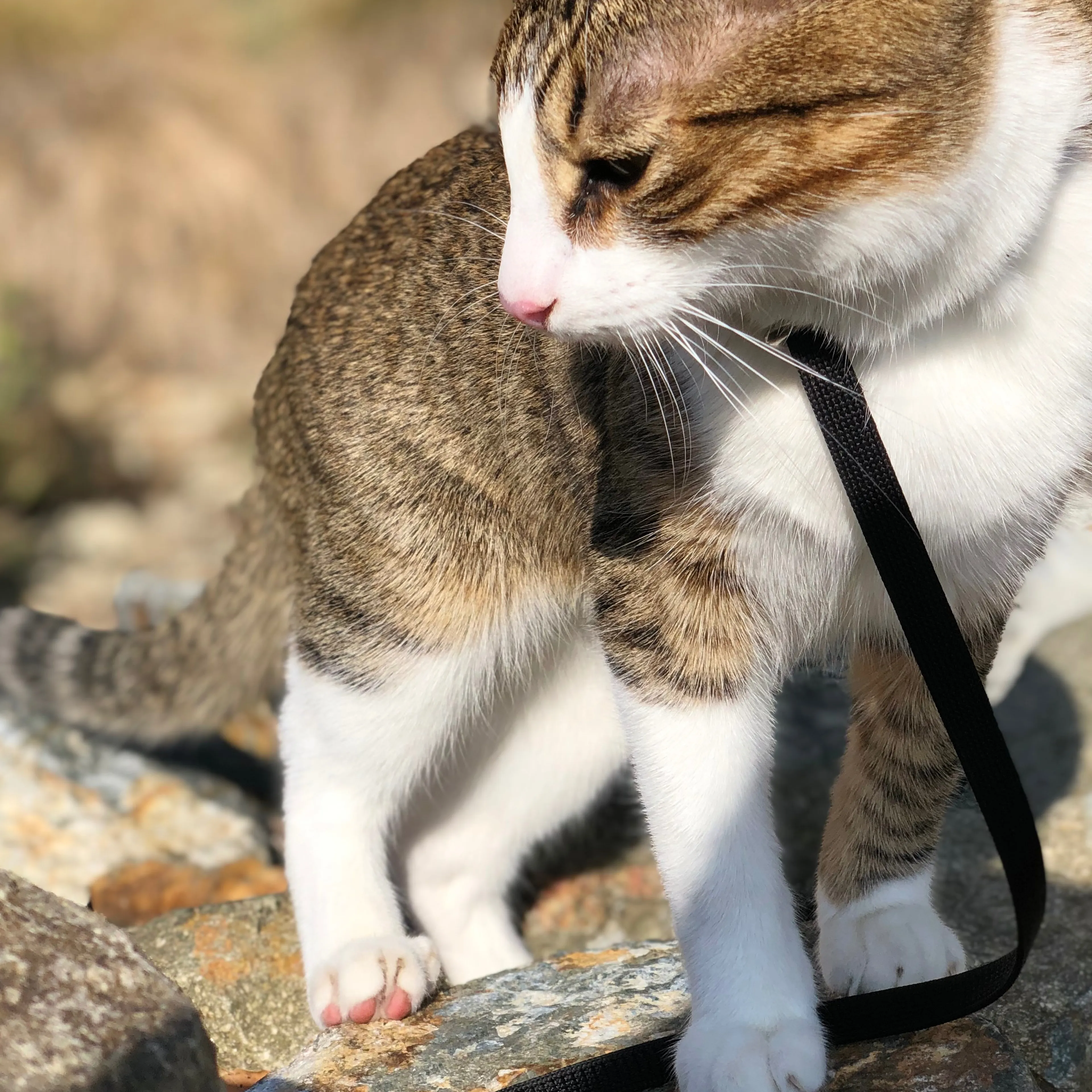 Lost pet-0