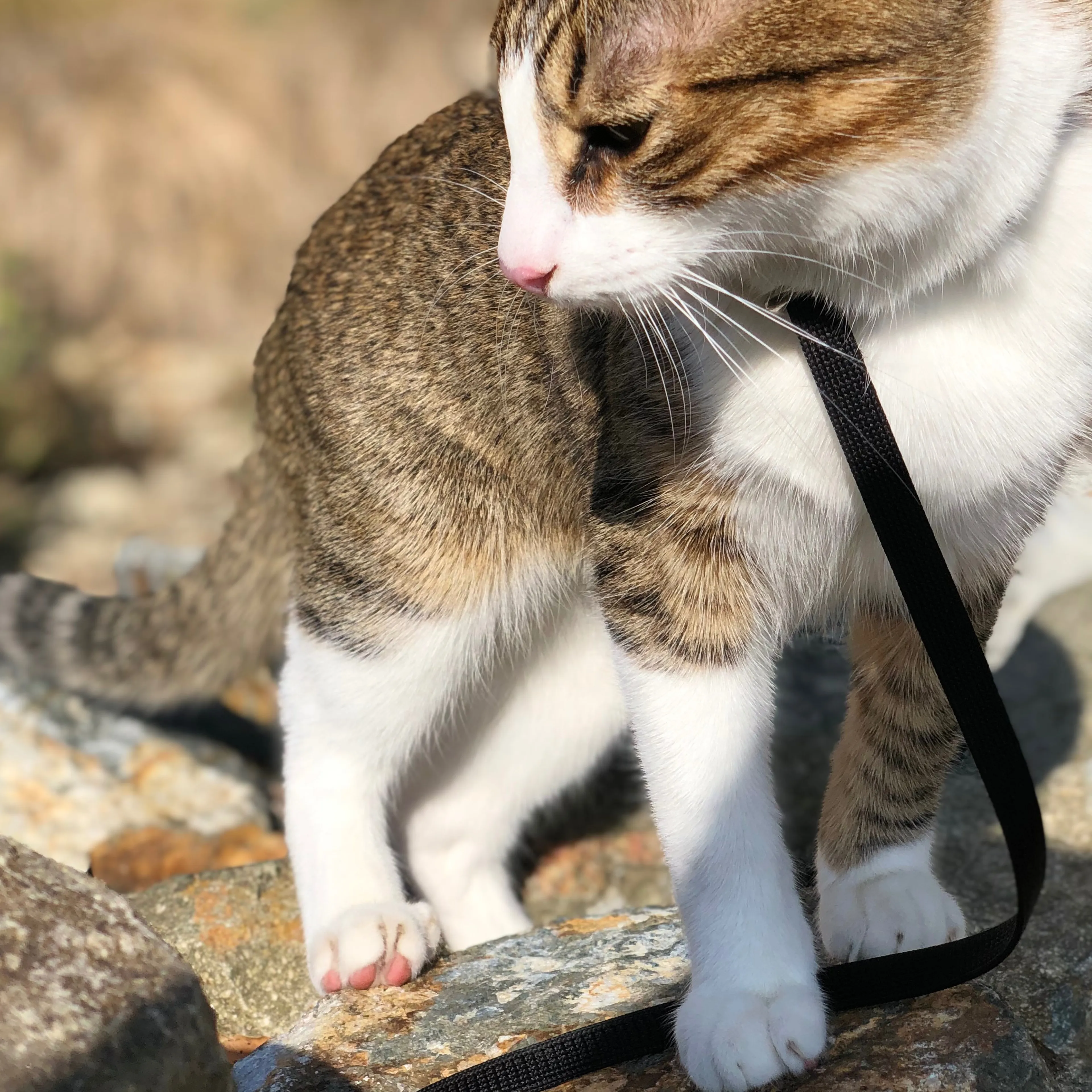 Lost pet-1