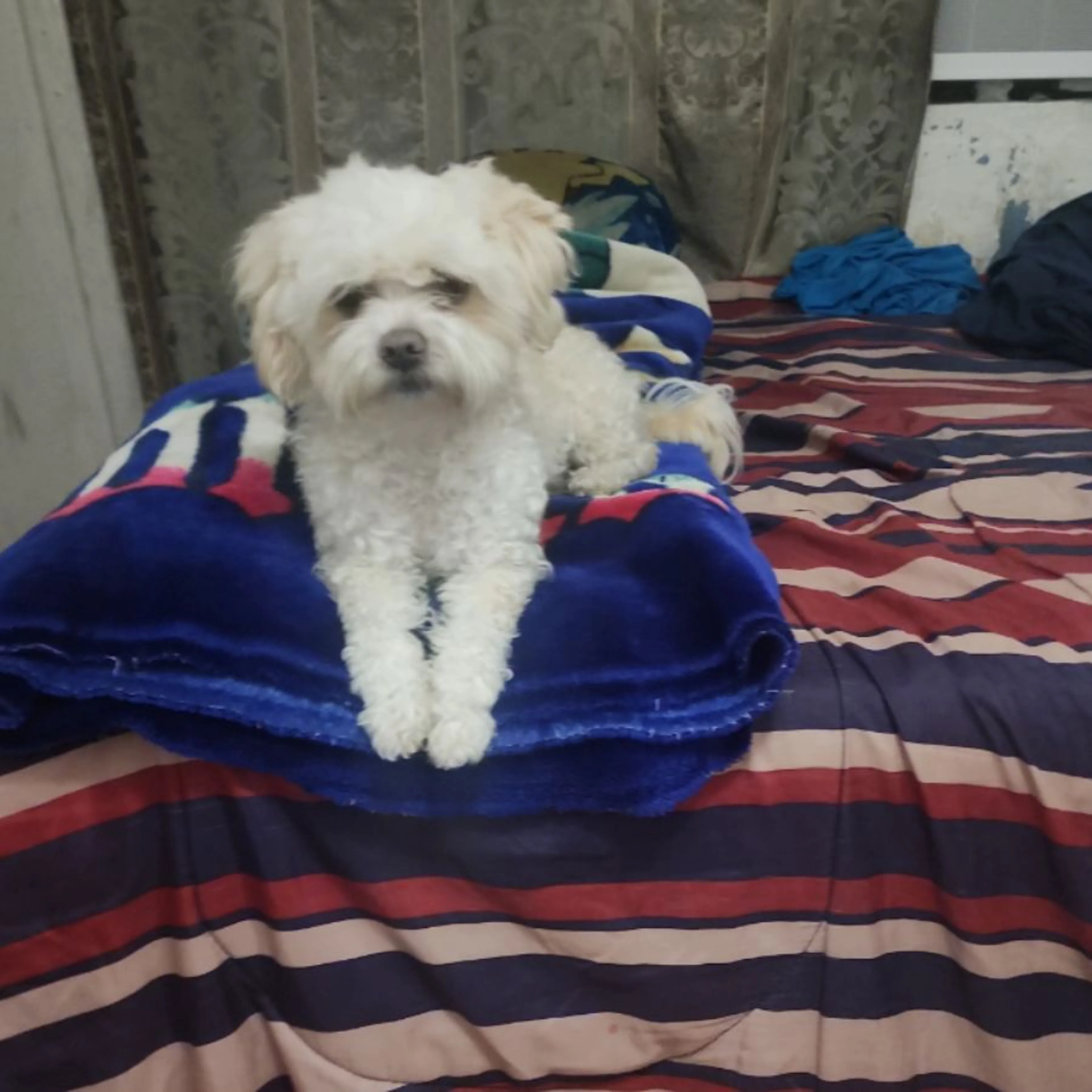 Lost pet
