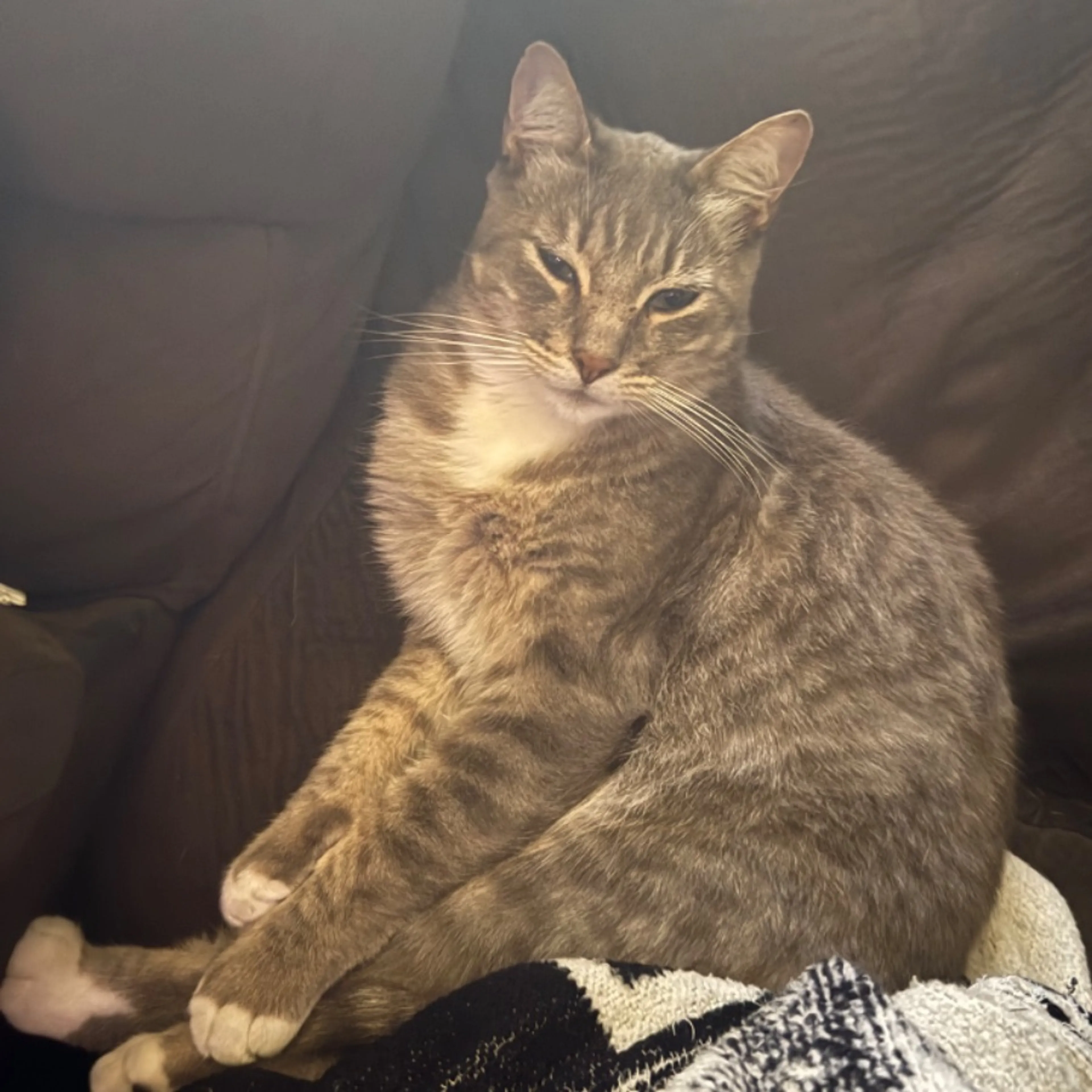 Lost pet-0