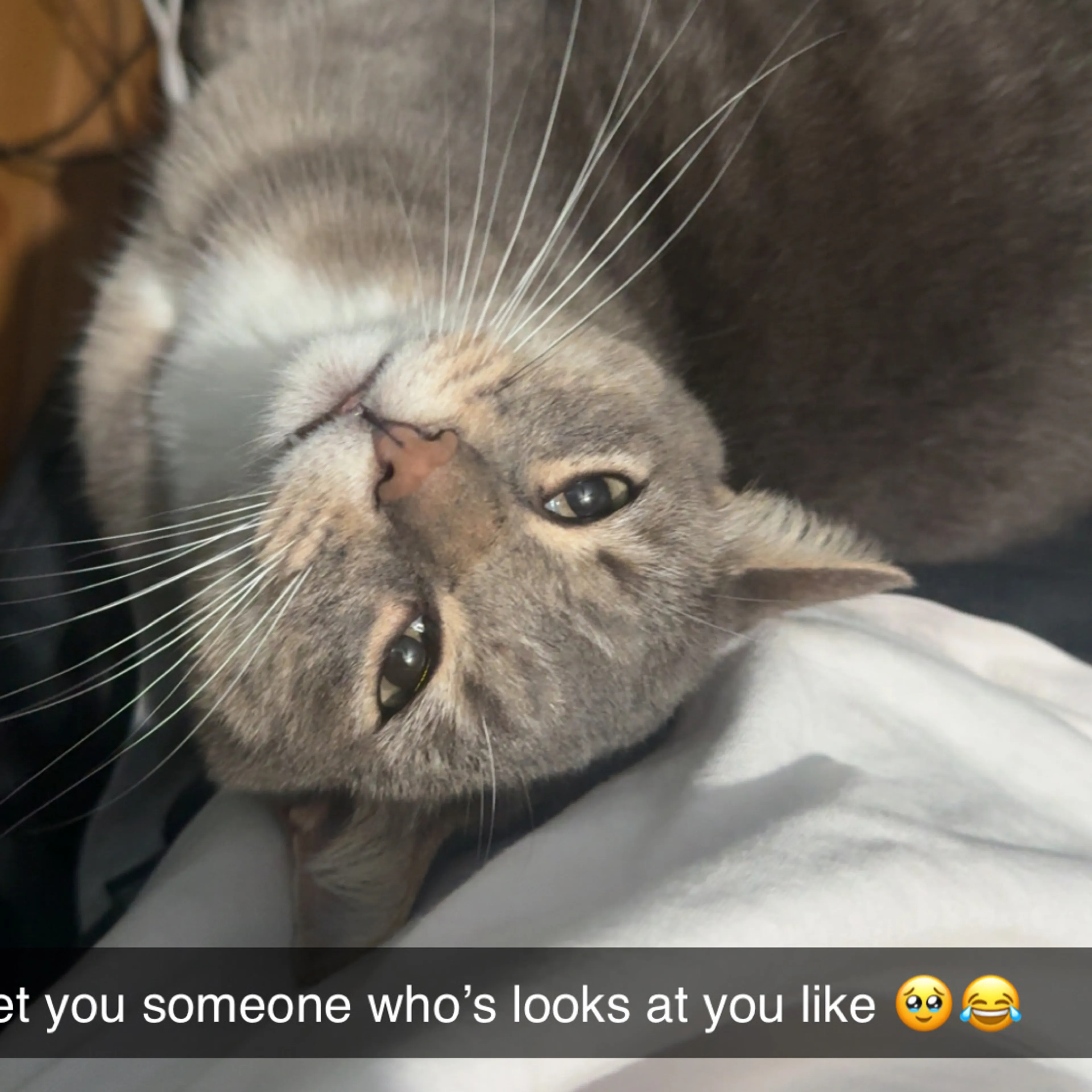 Lost pet-1