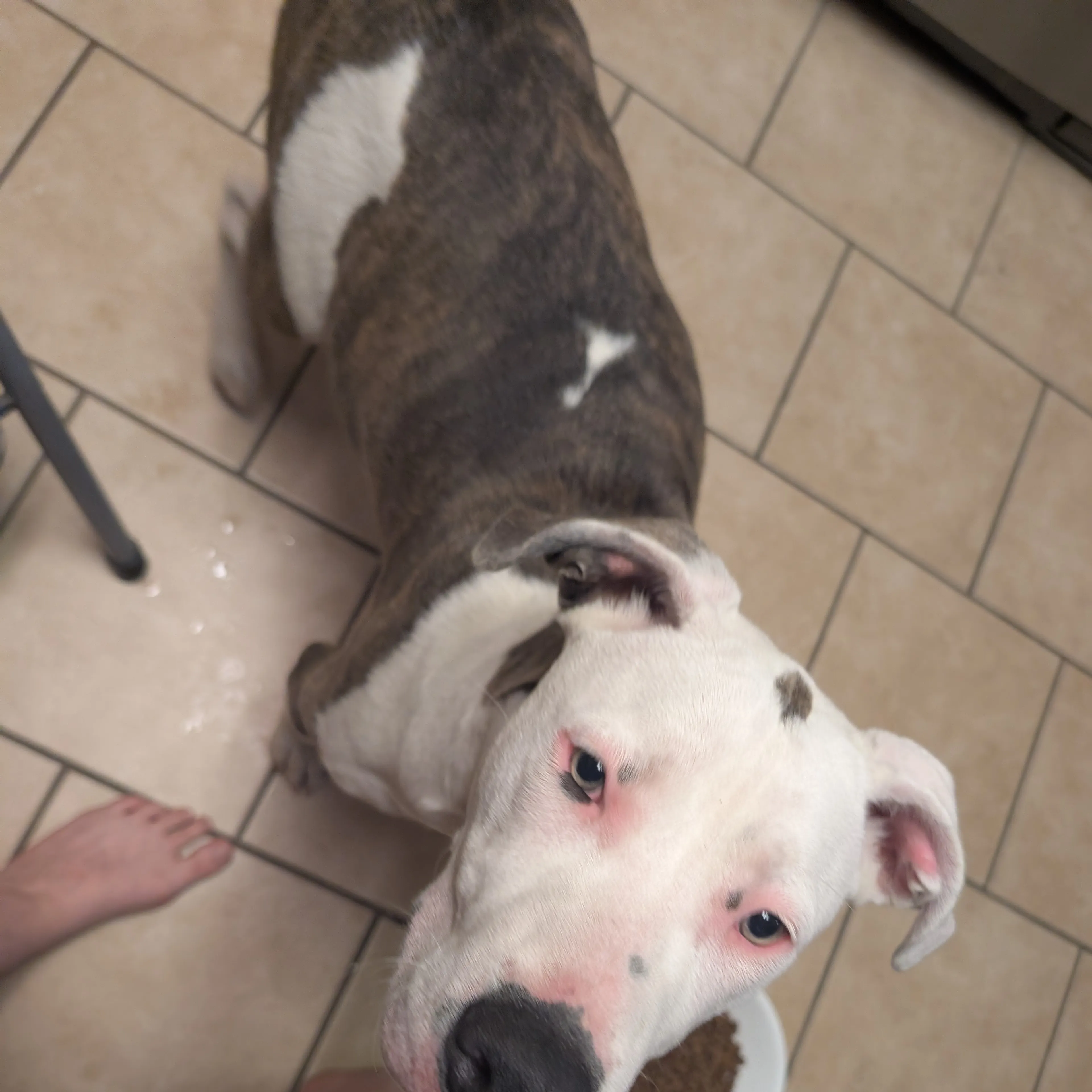 Found pet-1