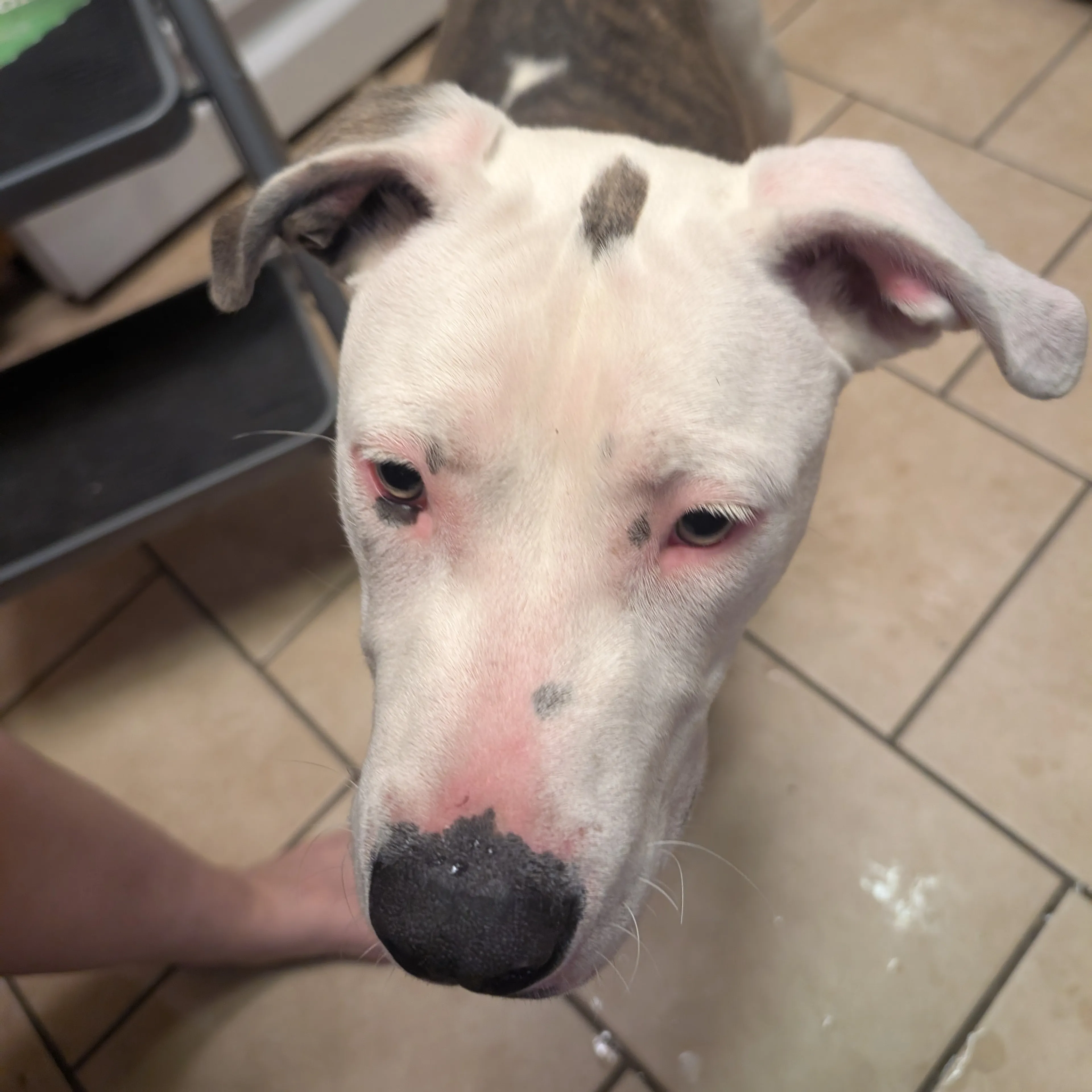 Found pet-2