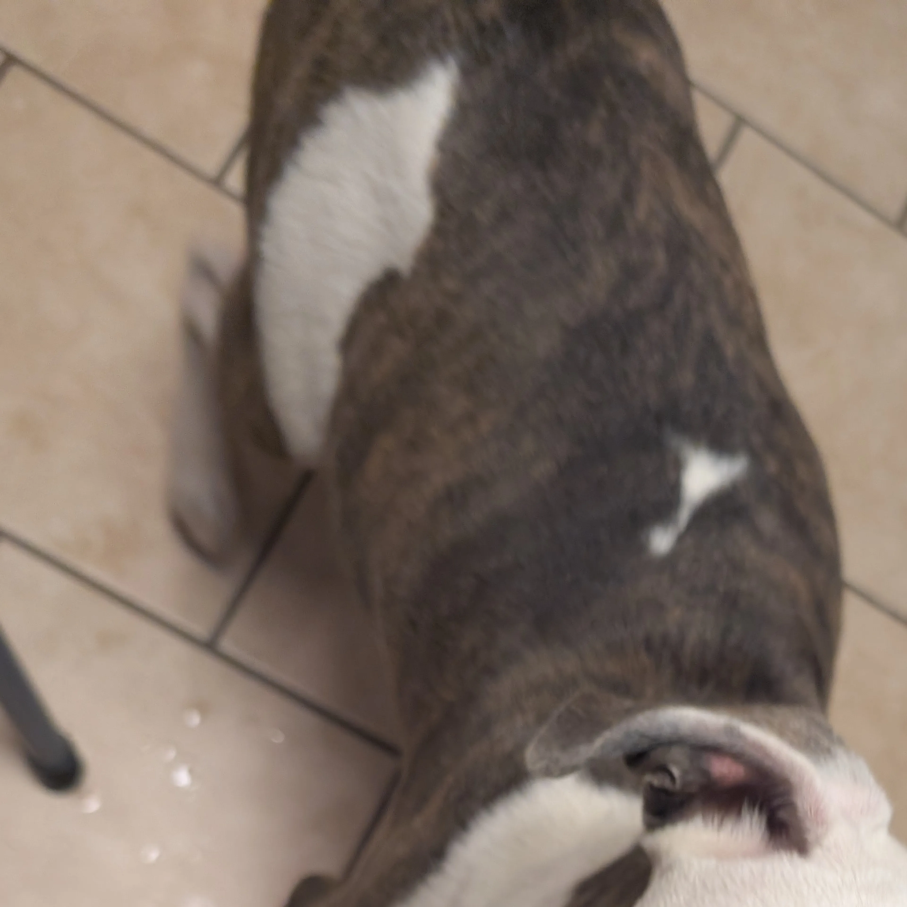 Found pet-3