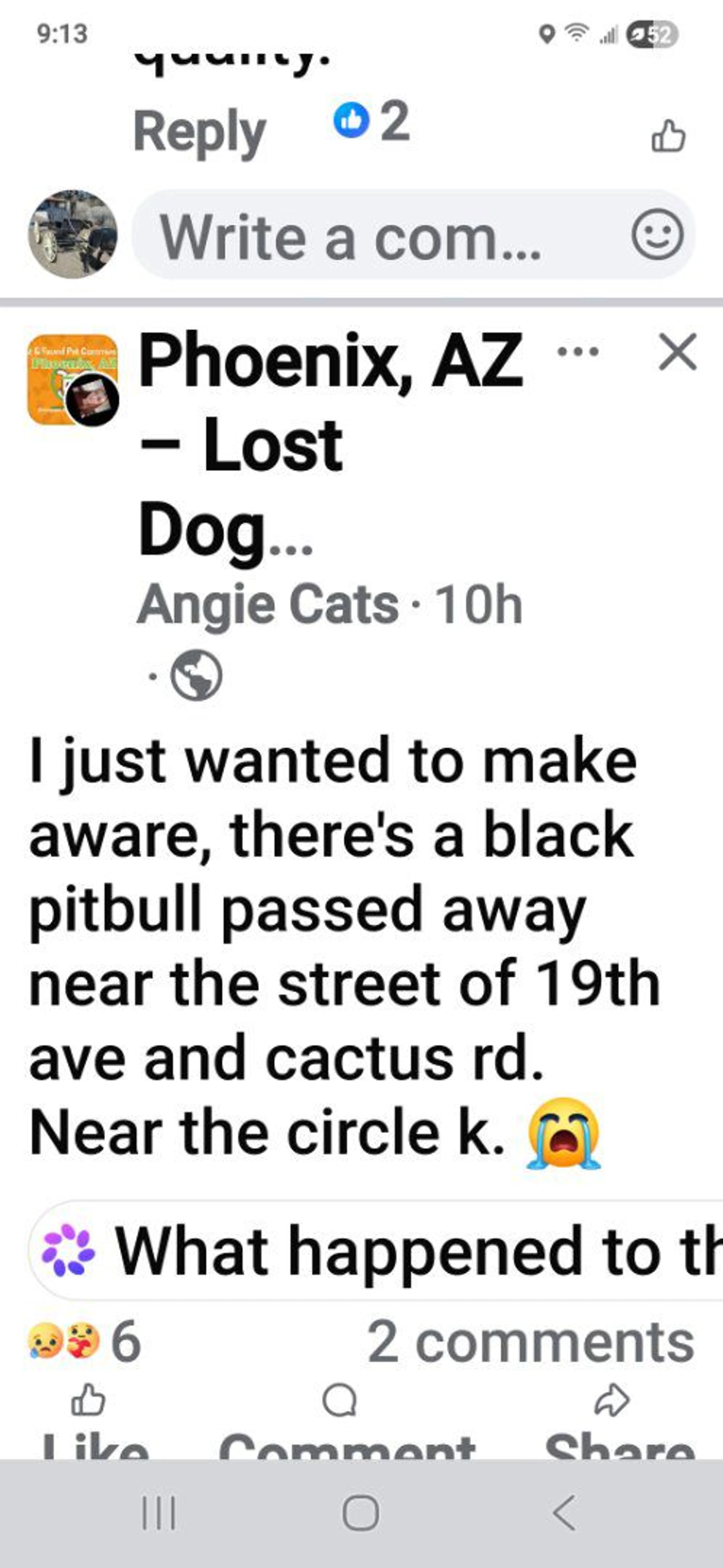 Lost pet-4