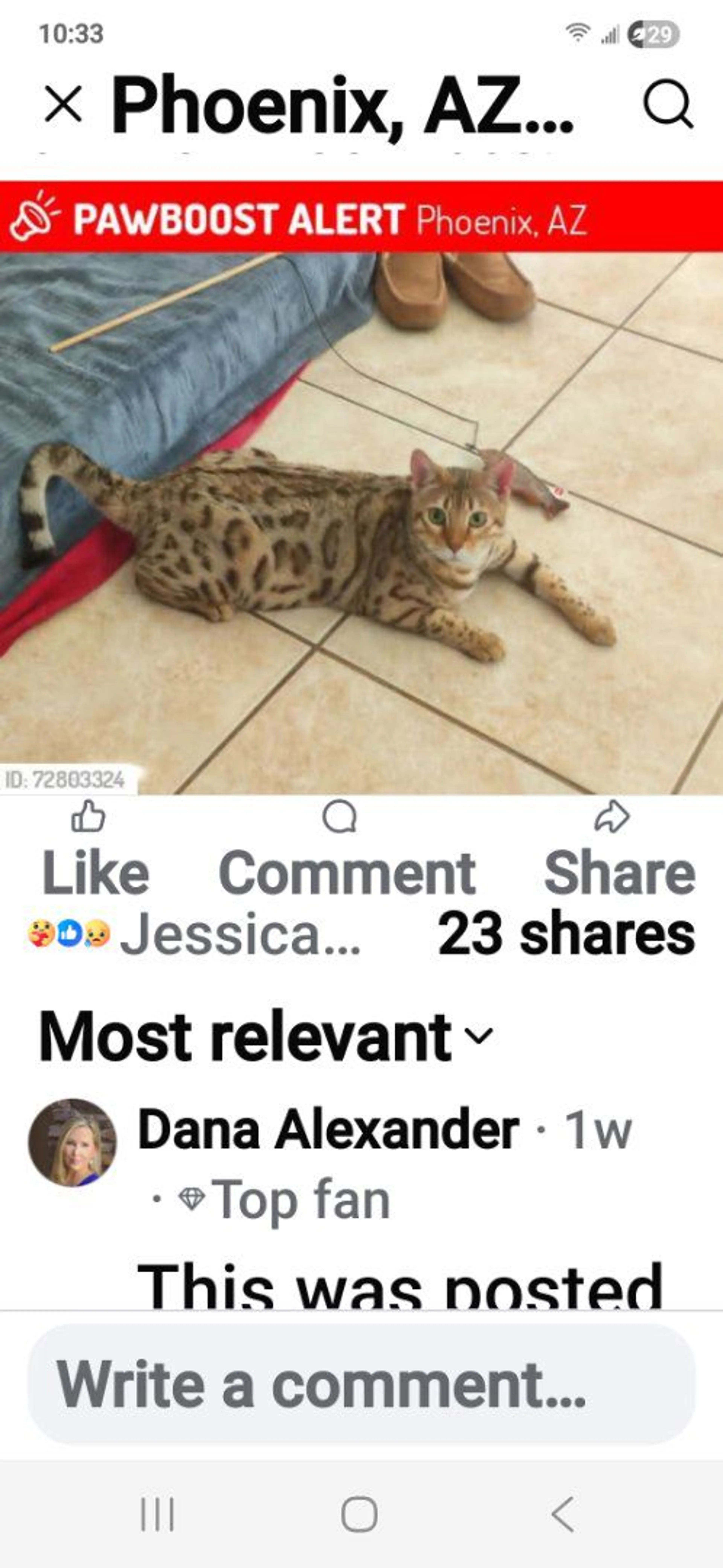 Lost pet-0