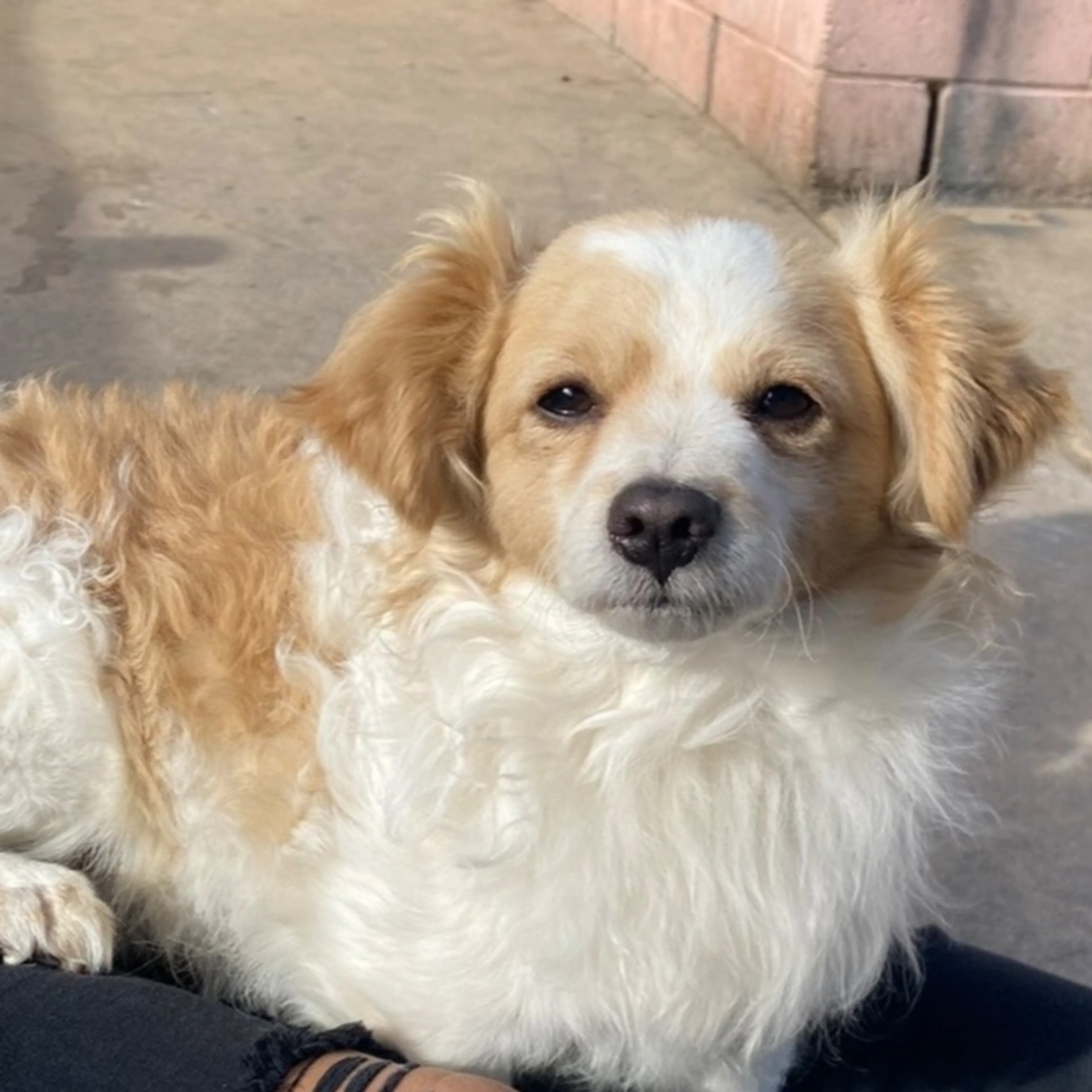 Lost pet