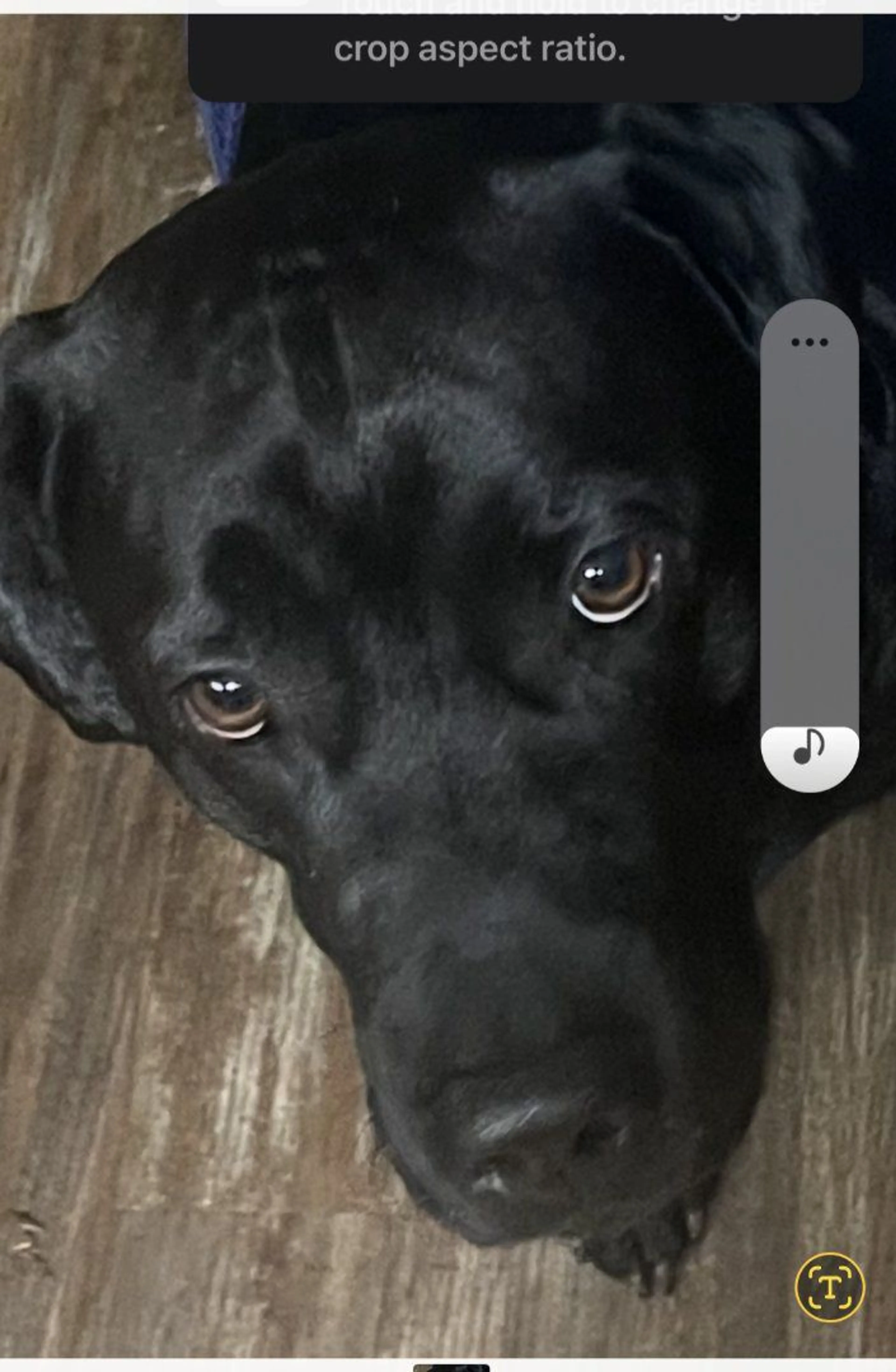 Lost pet-1
