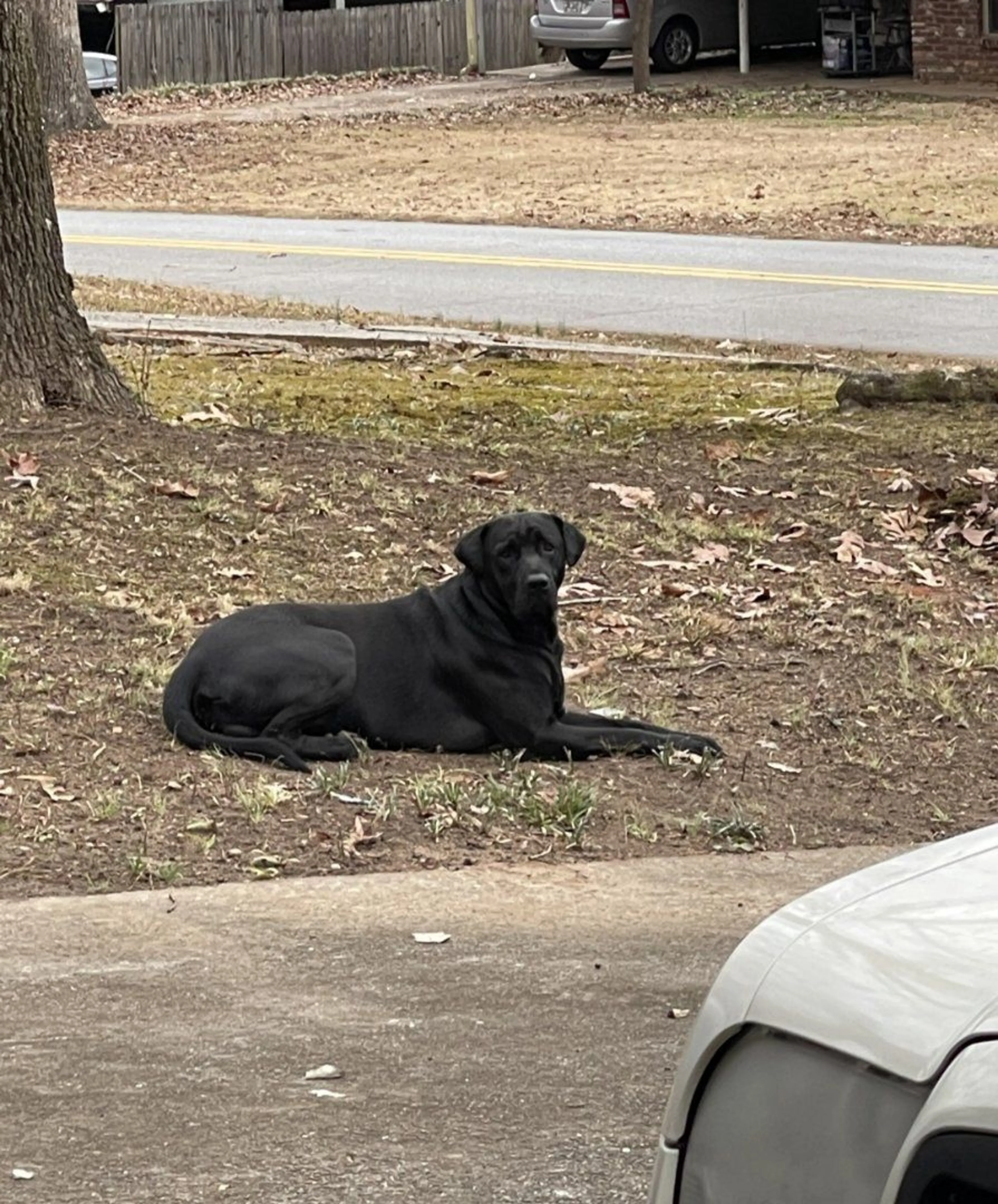 Lost pet-0