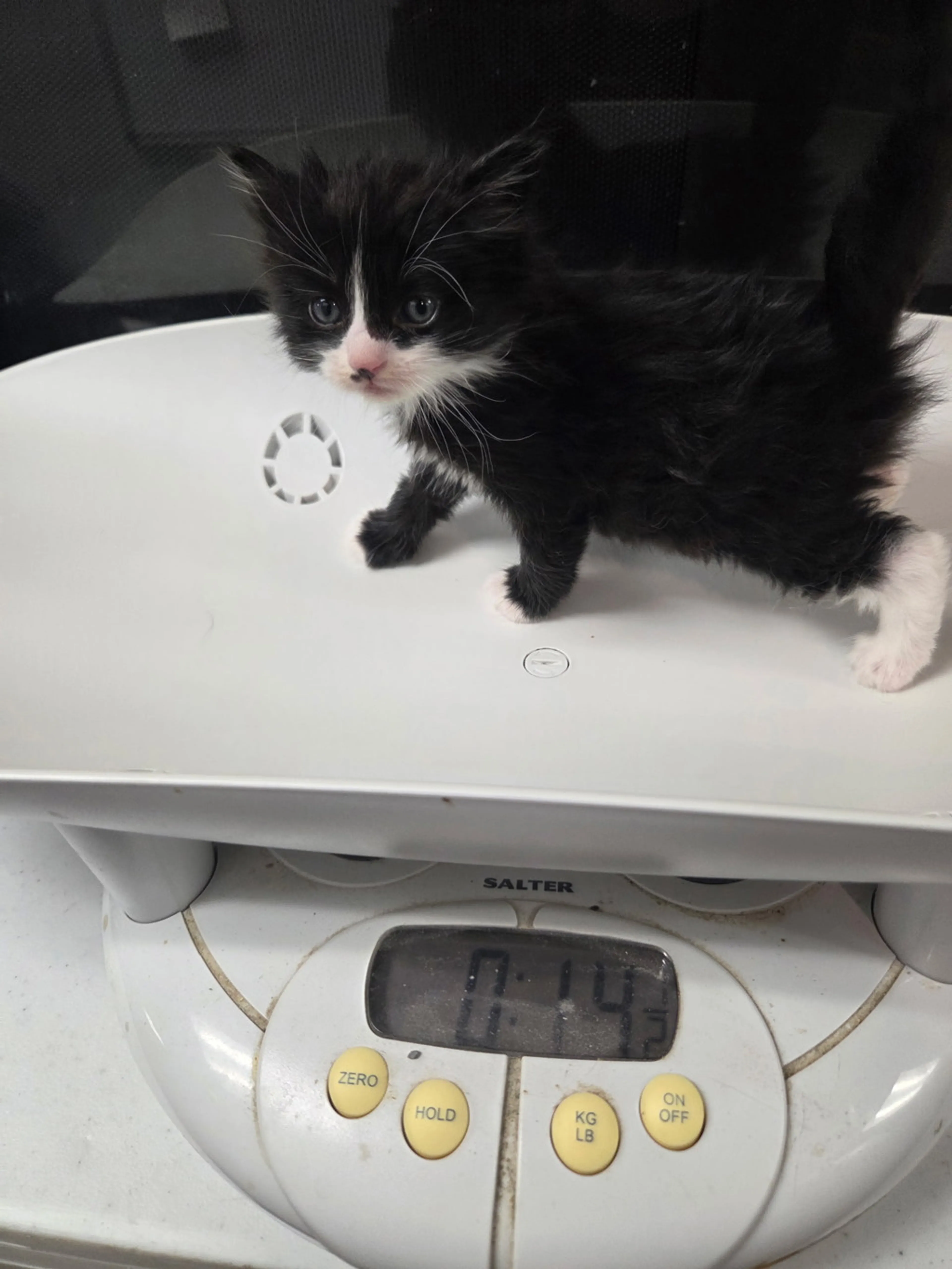 Found pet