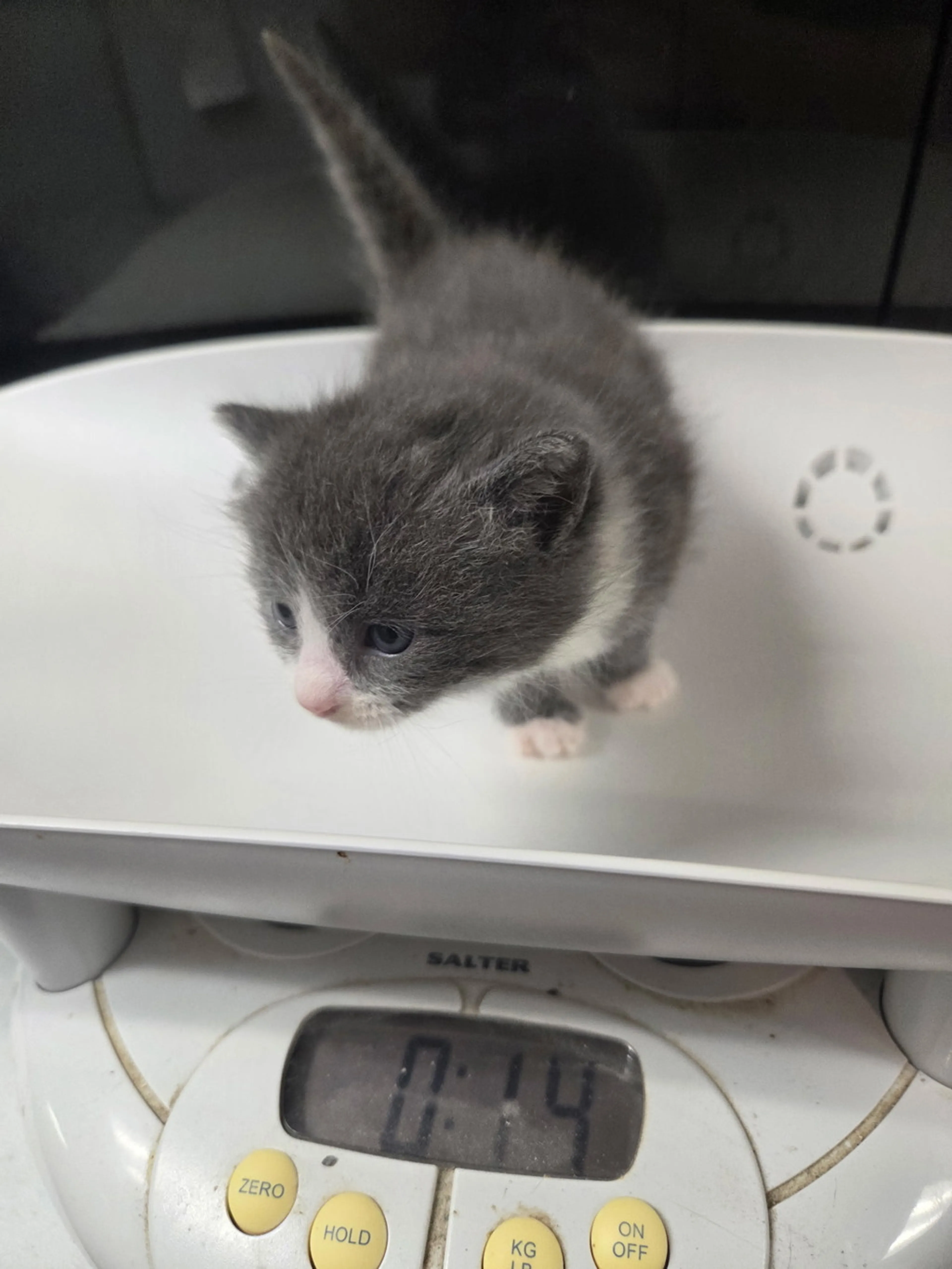 Found pet
