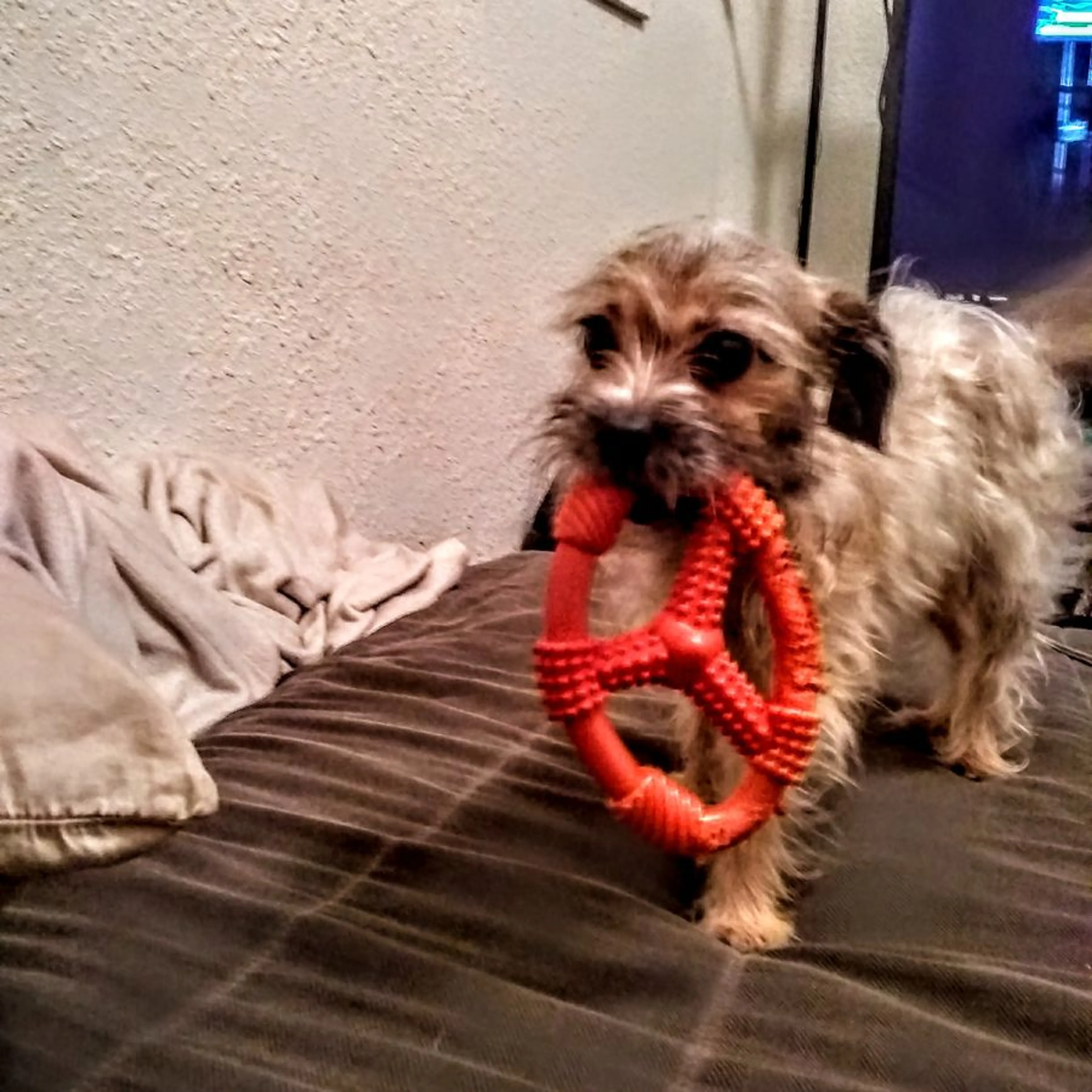 Lost pet-0