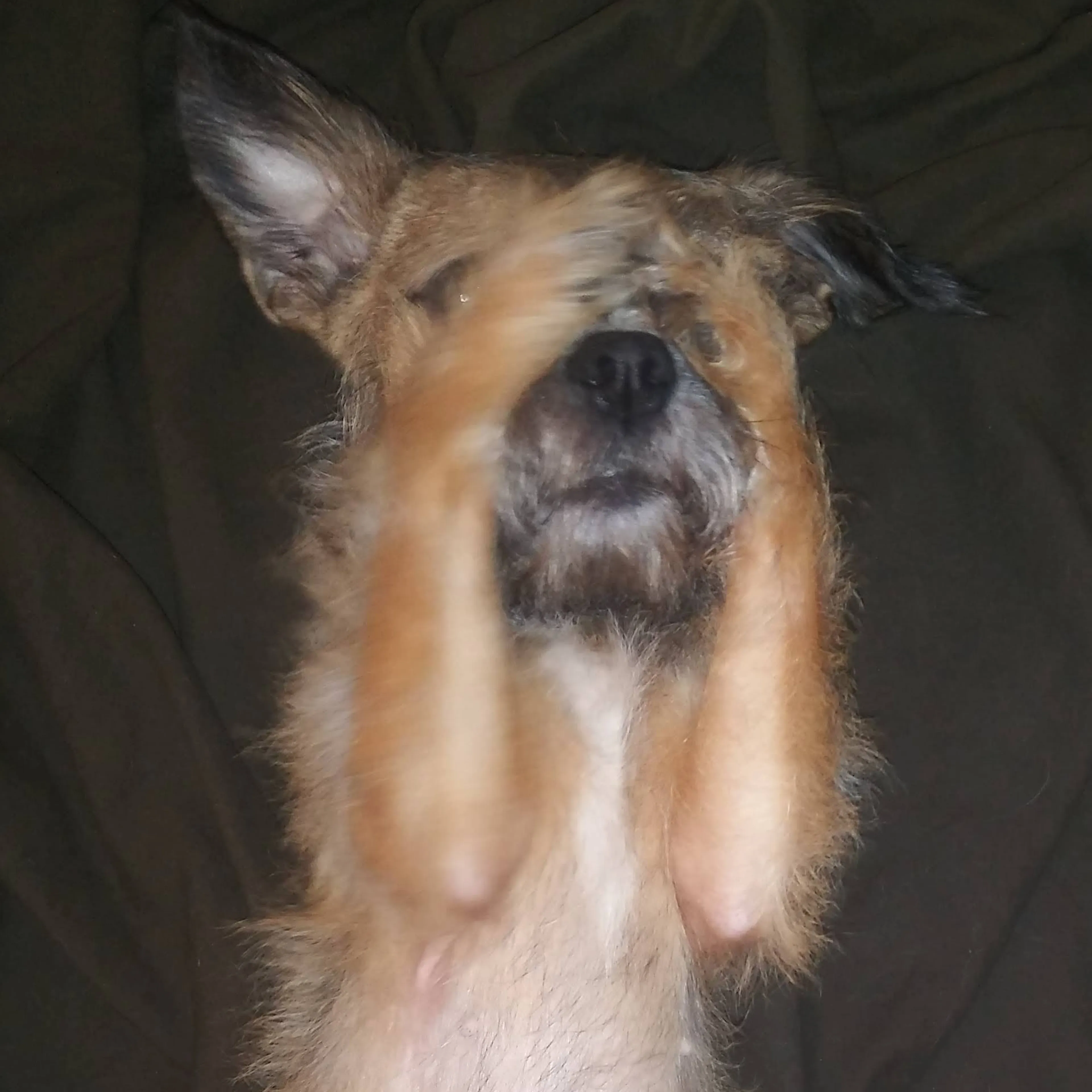 Lost pet-3