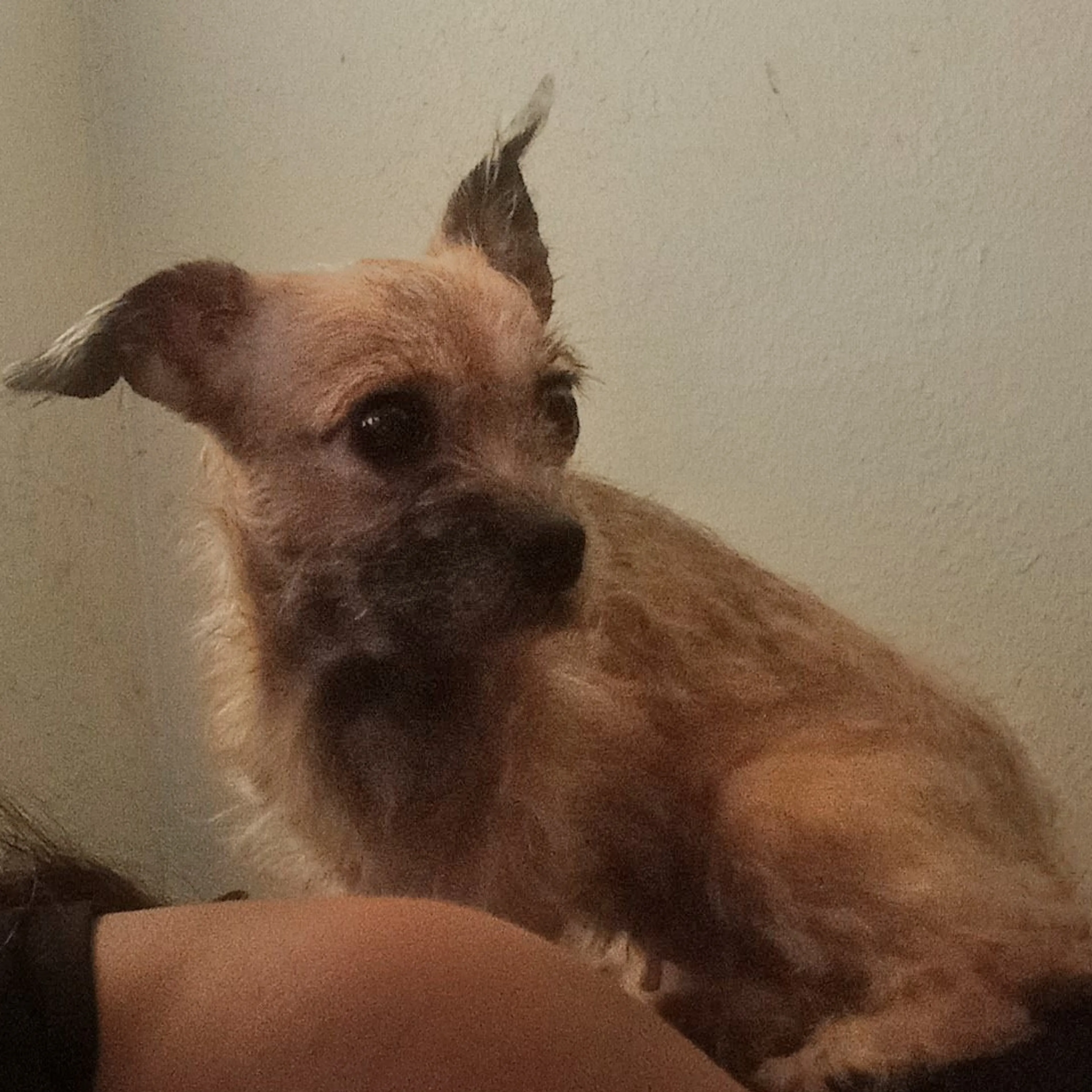 Lost pet-1