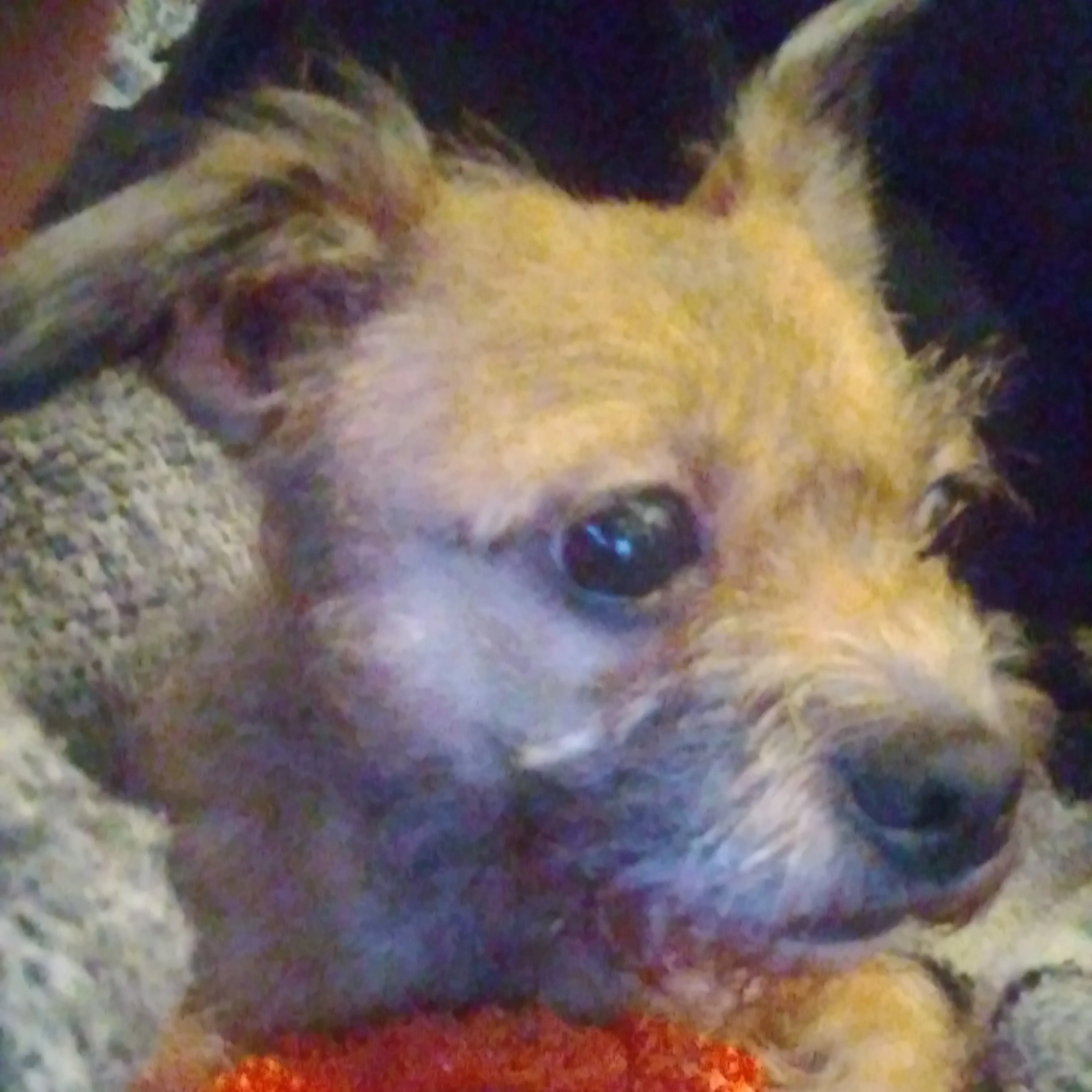 Lost pet-2