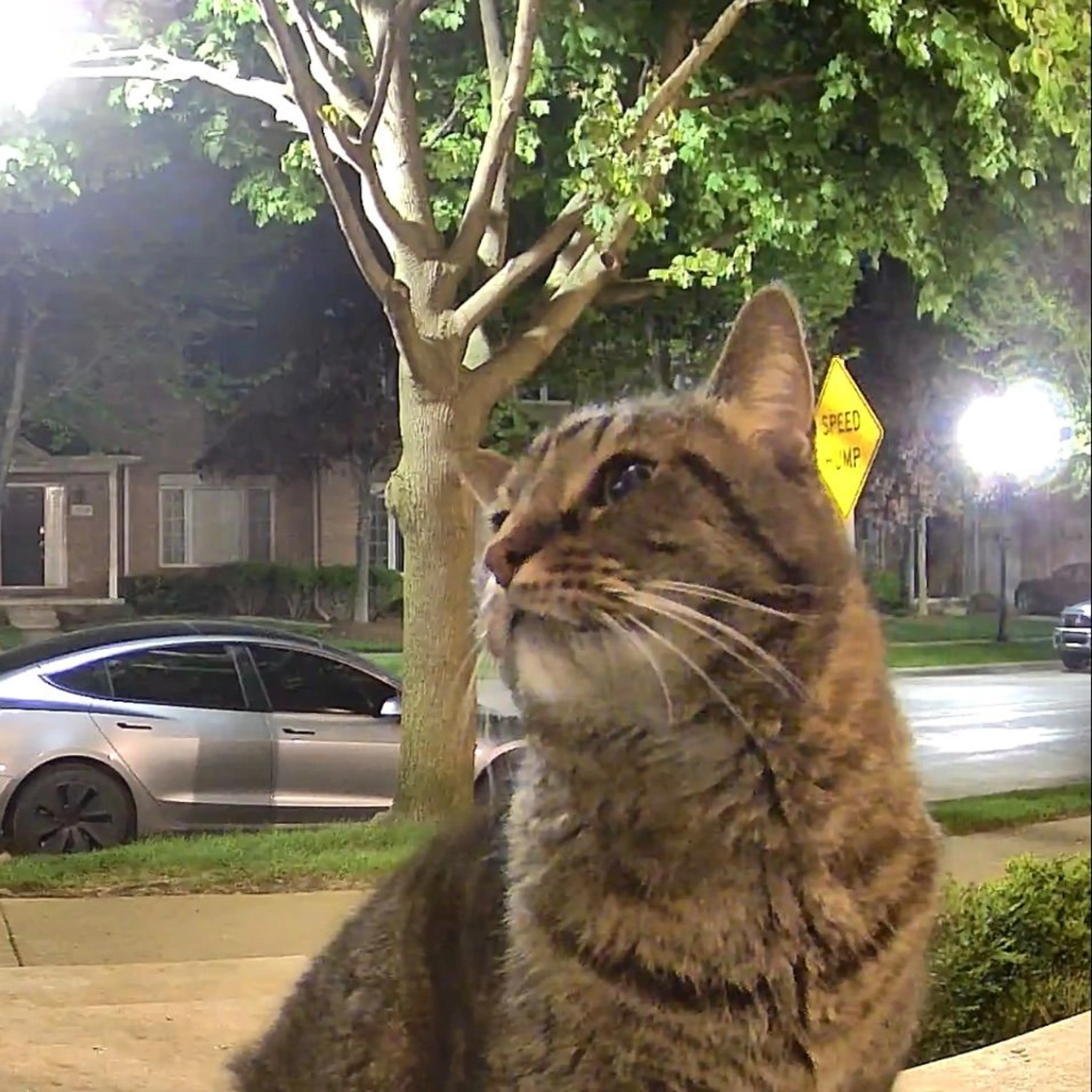 Found pet