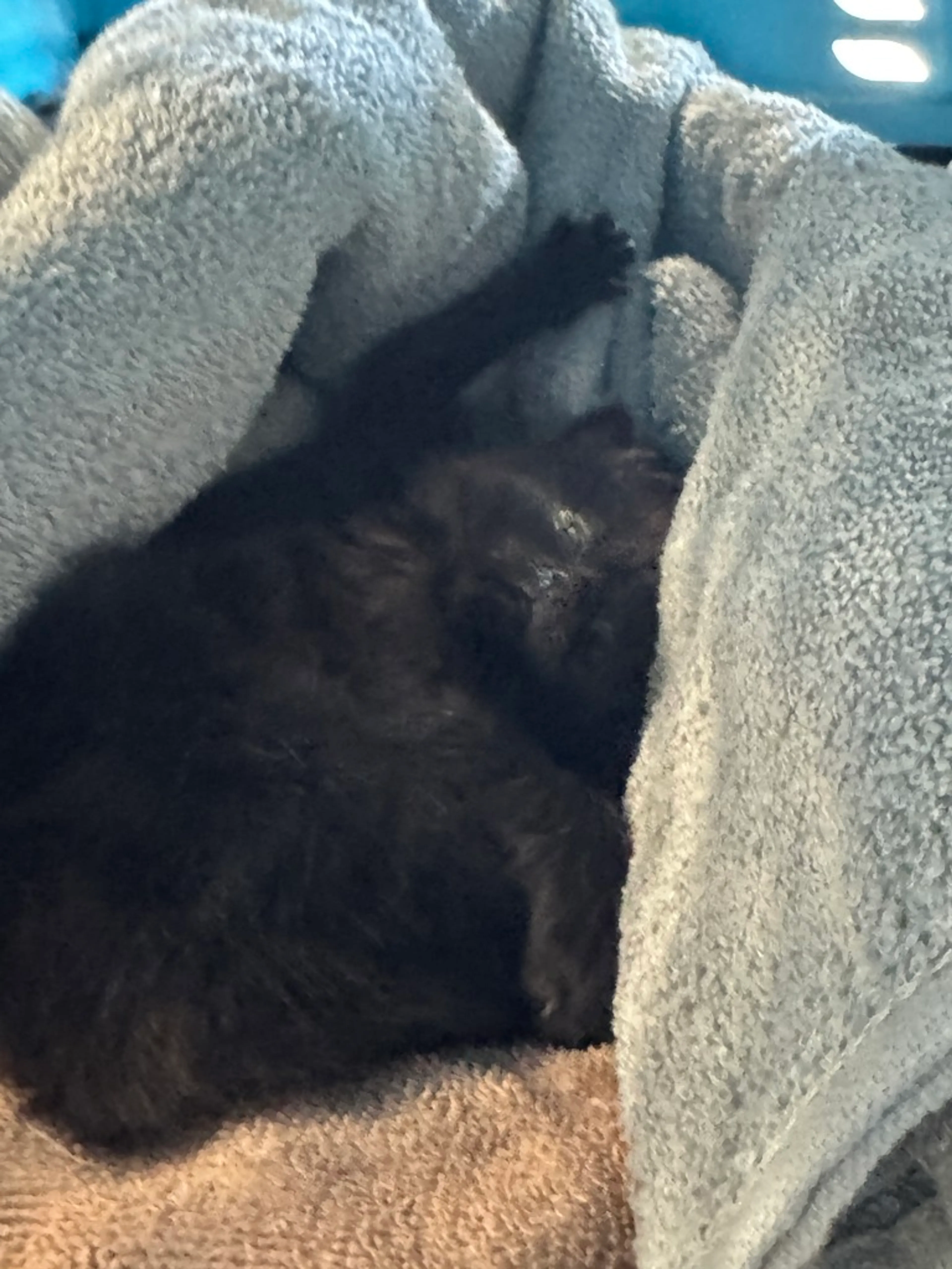 Found pet