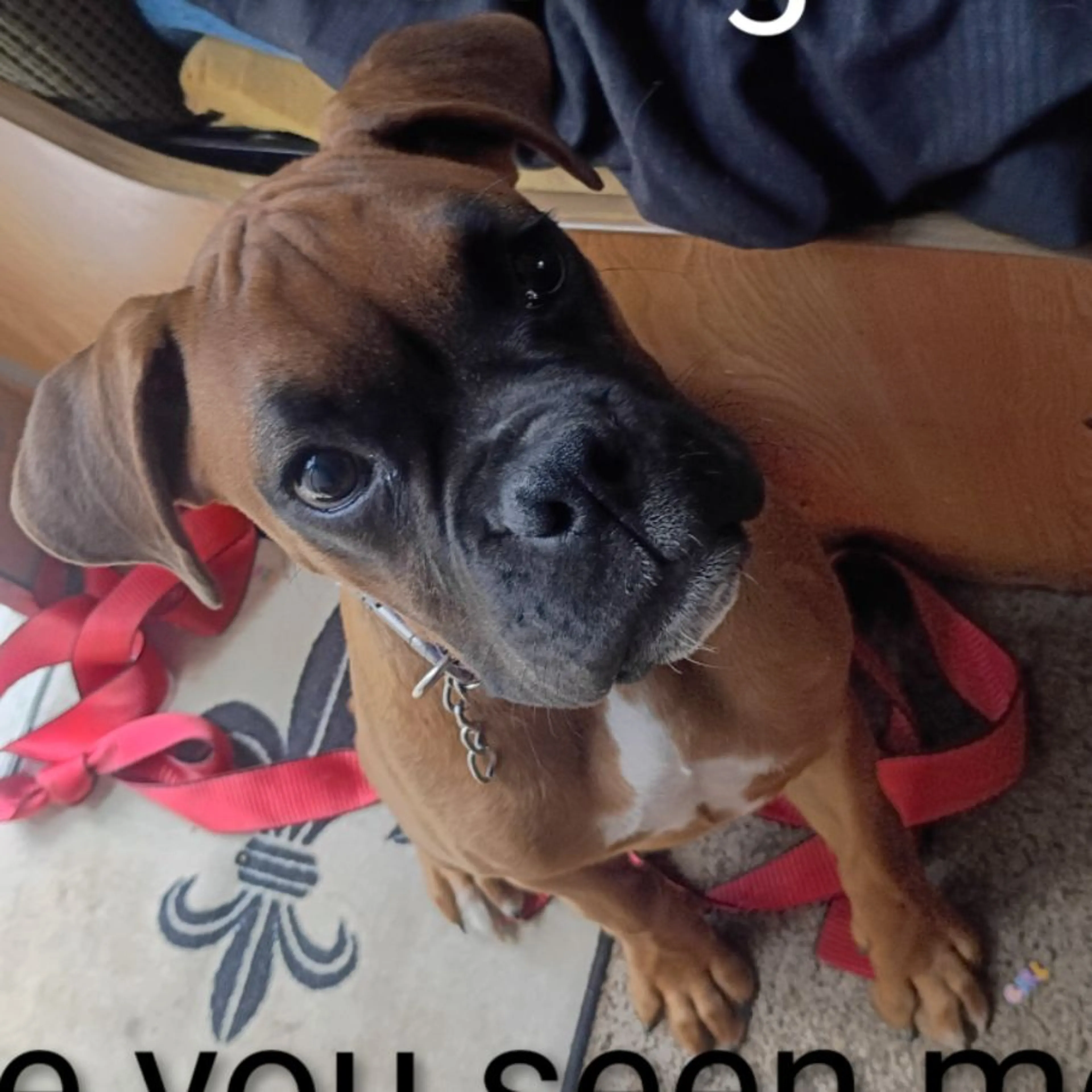 Lost pet
