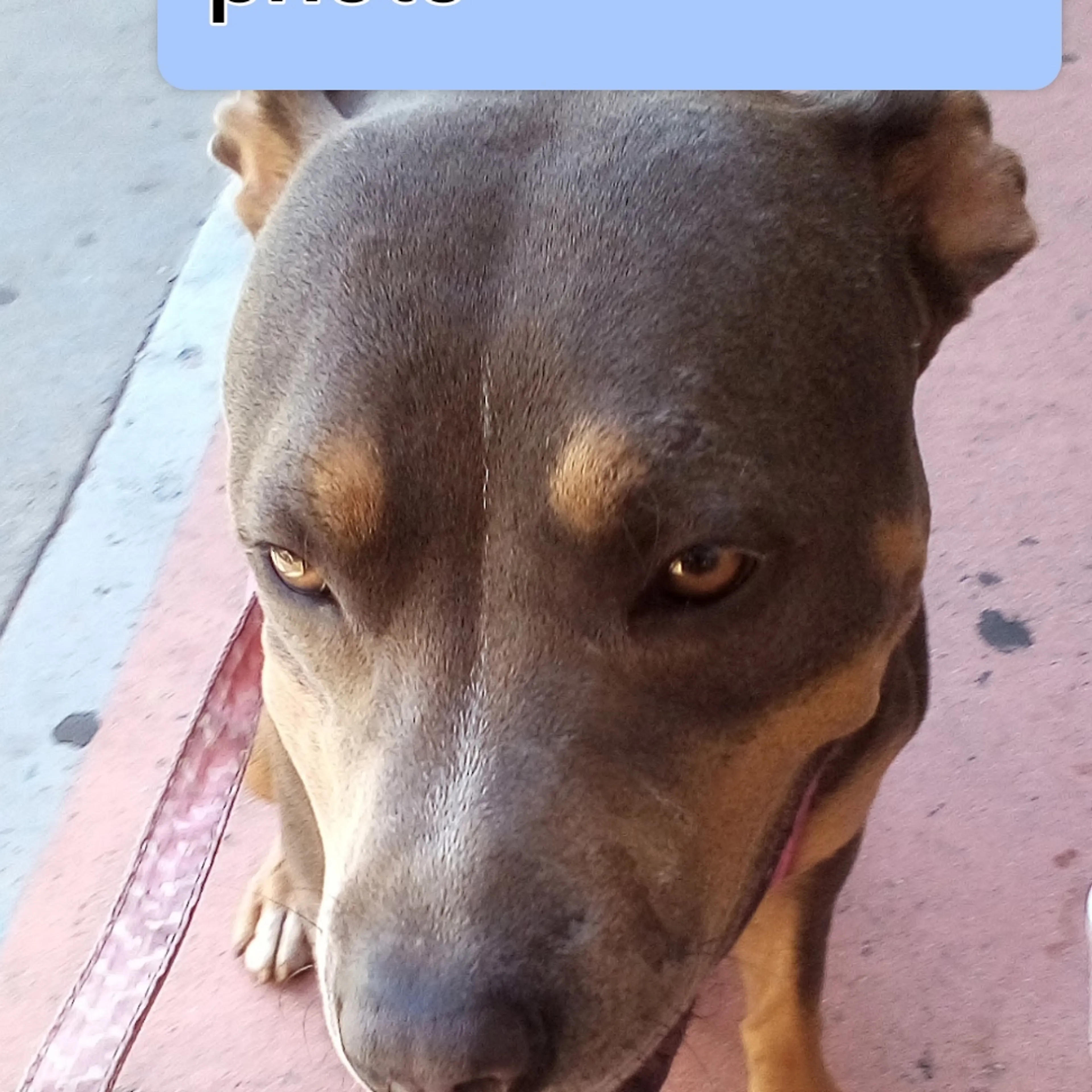 Lost pet-1