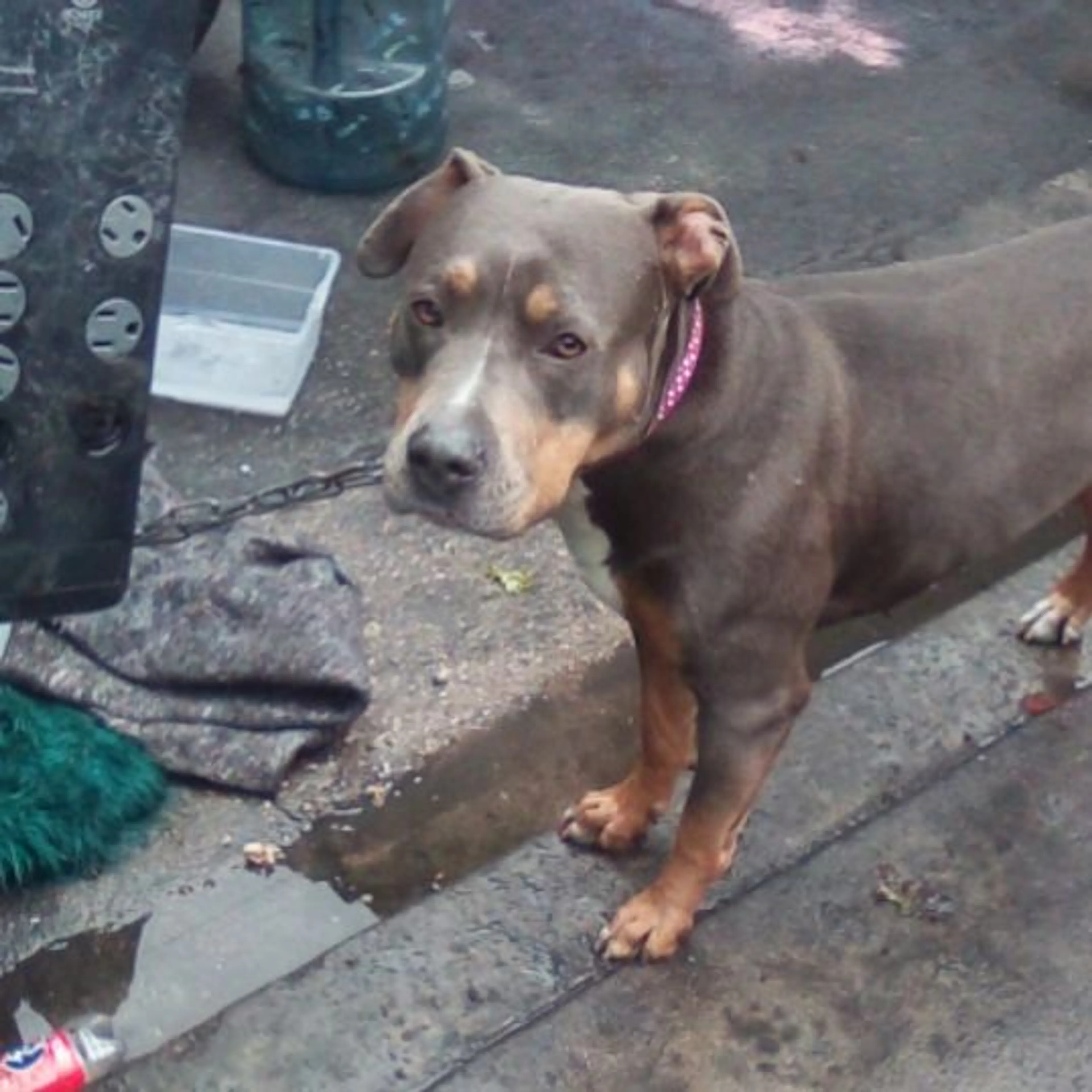Lost pet-0