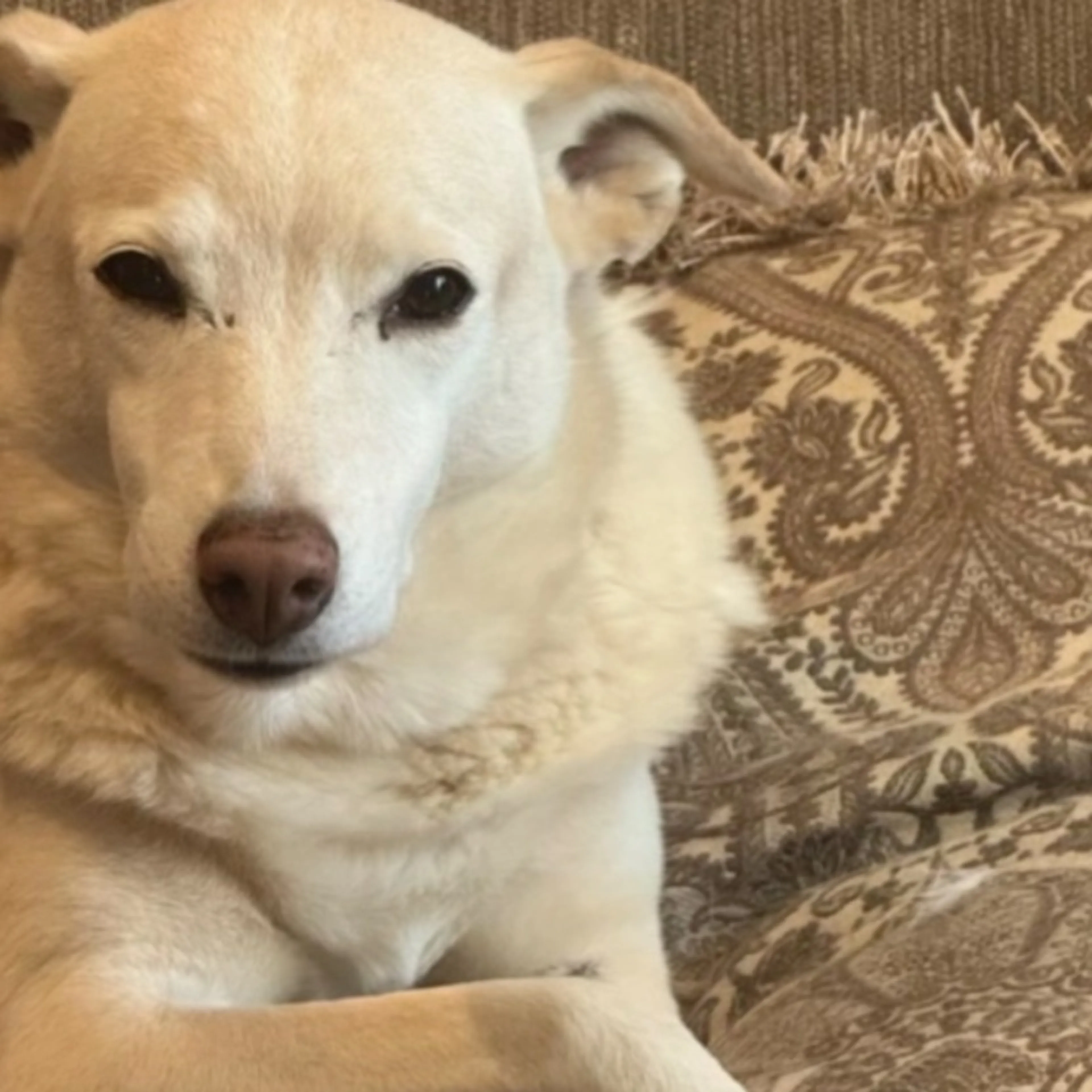 Lost pet