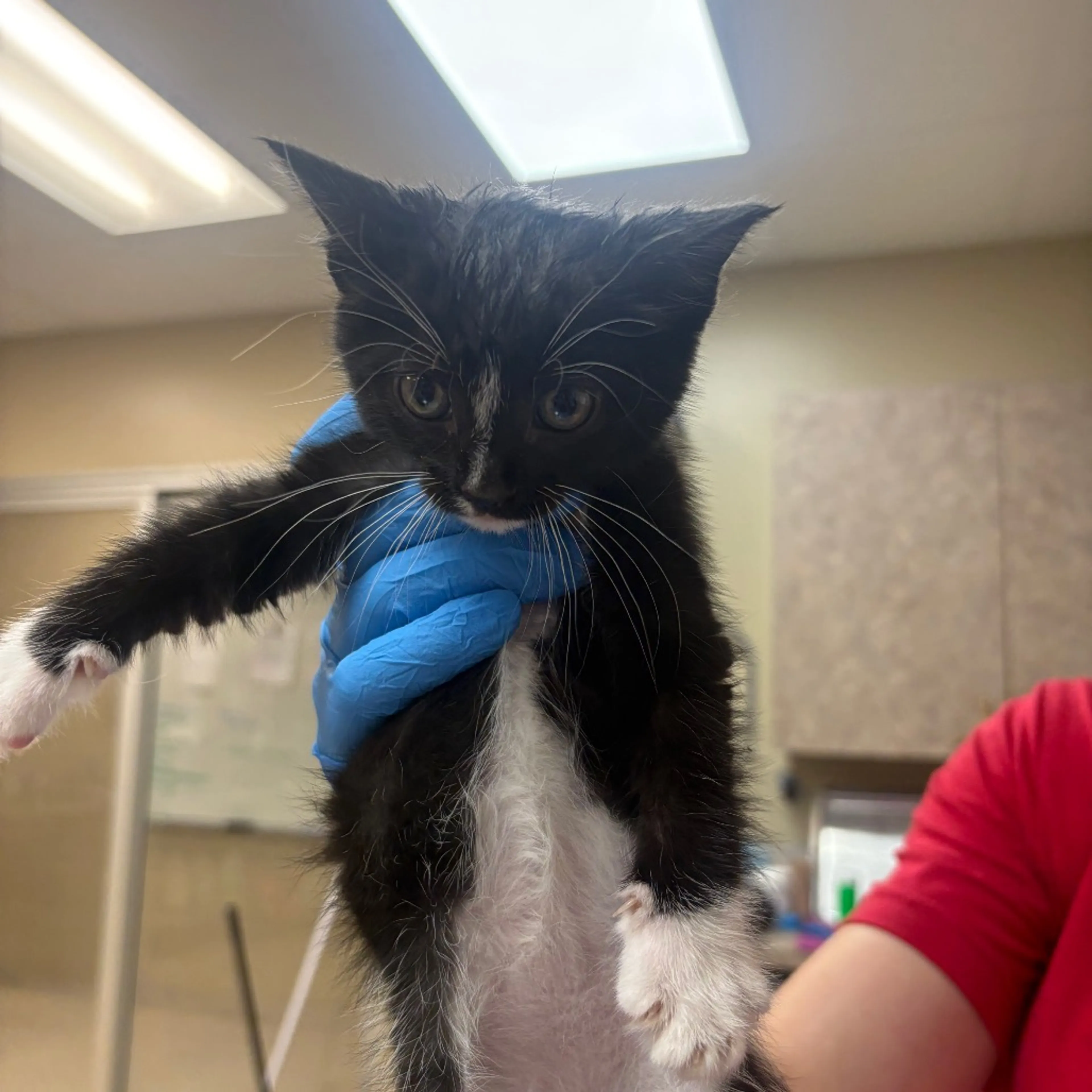 Found pet