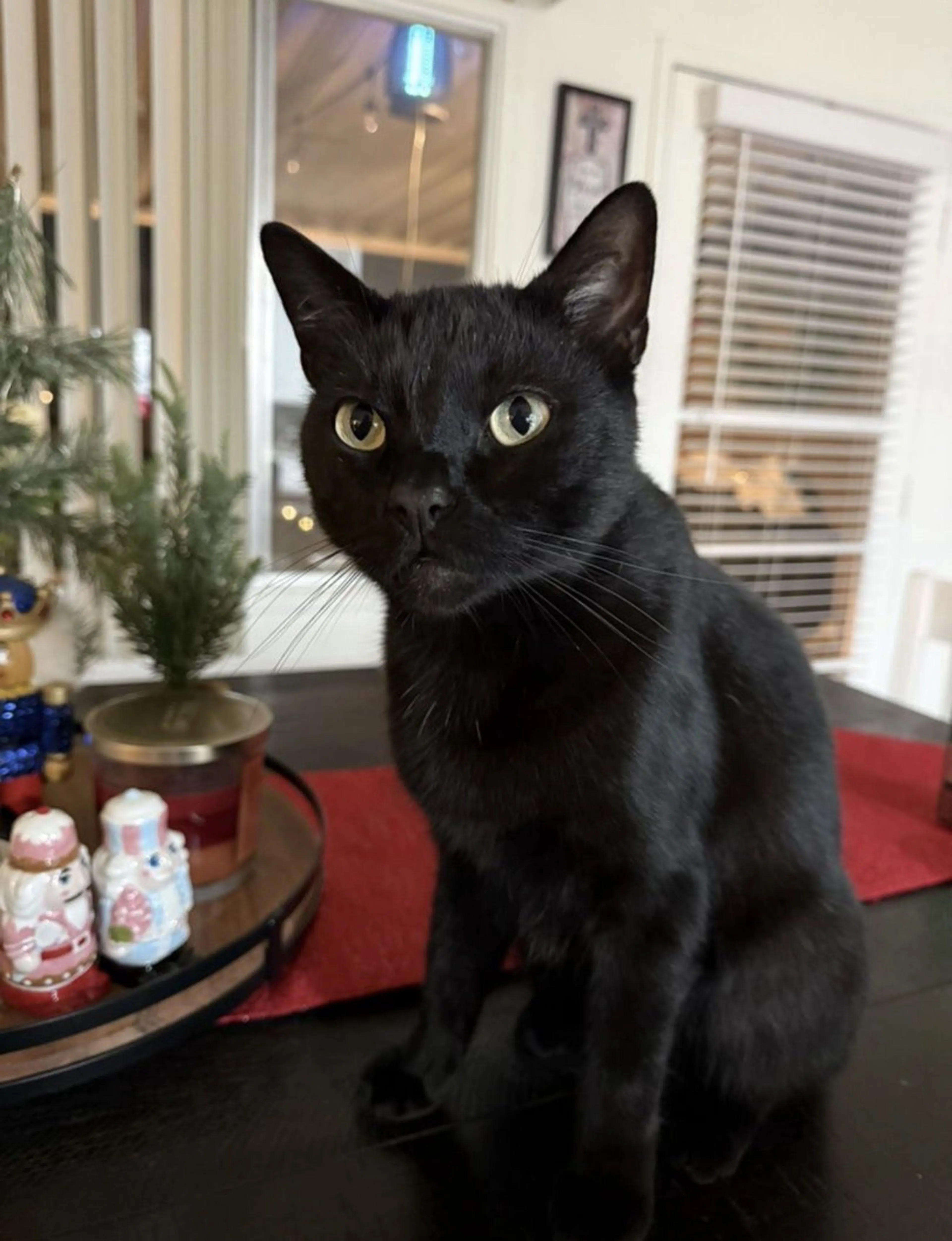Lost pet