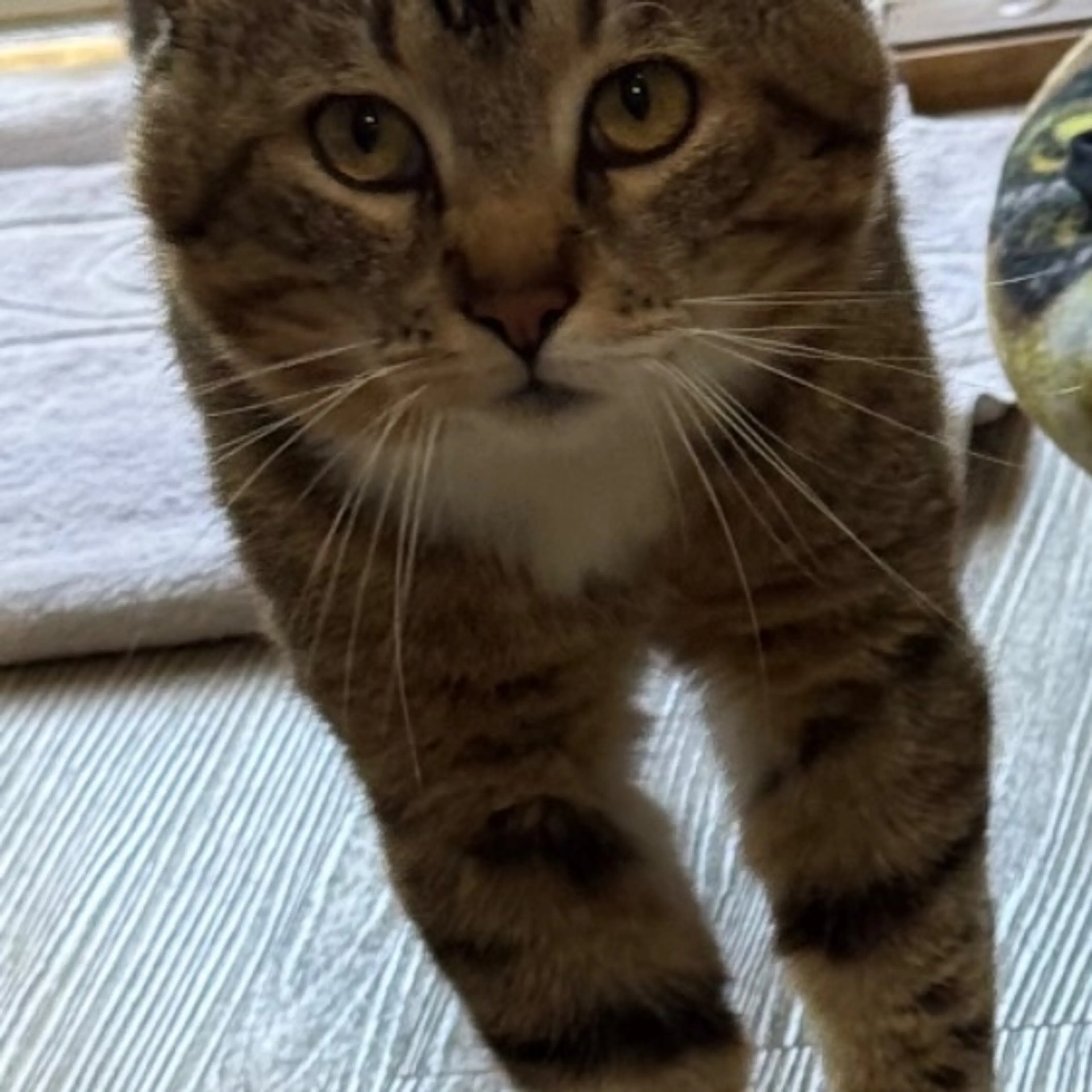 Lost pet