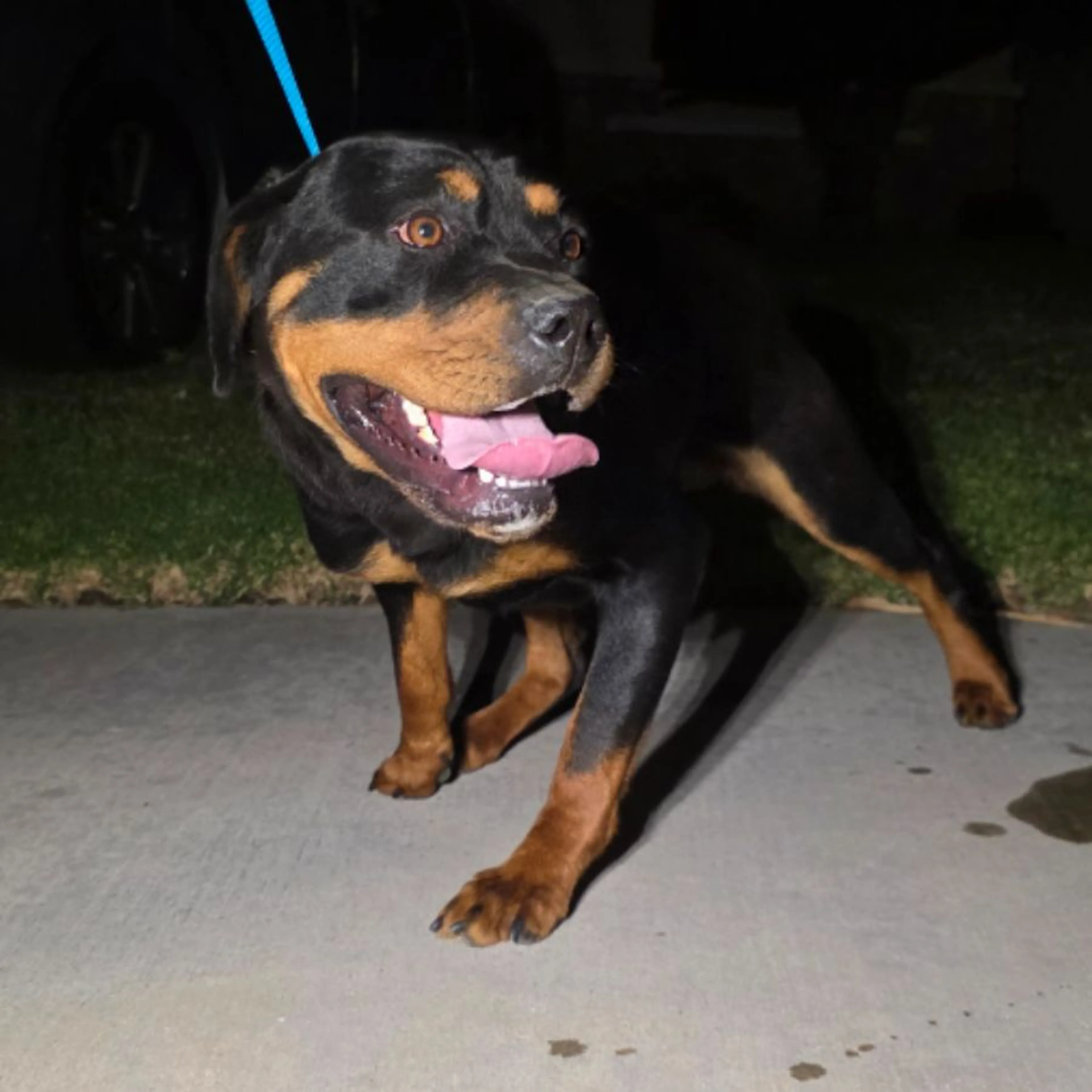 Found pet