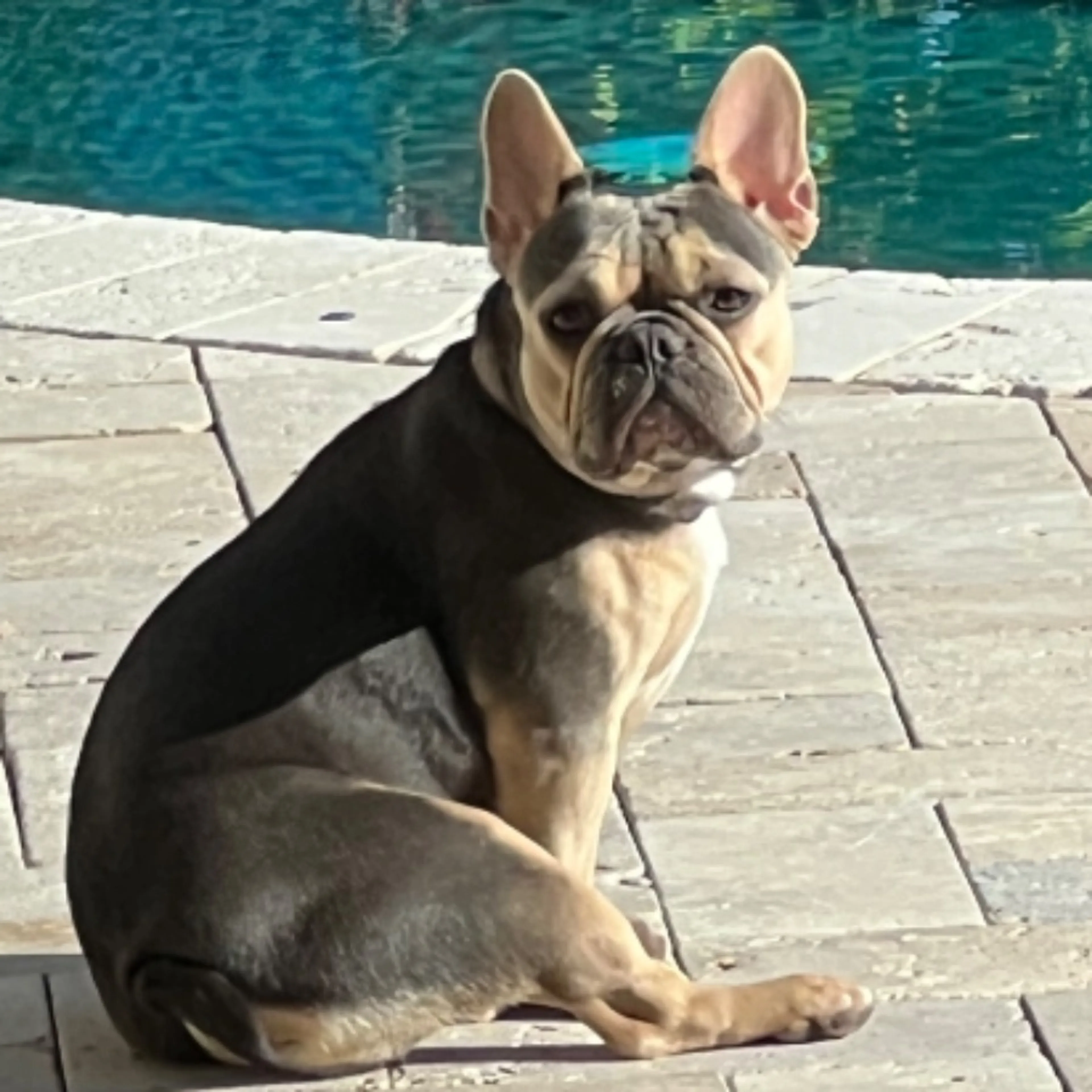 Lost pet