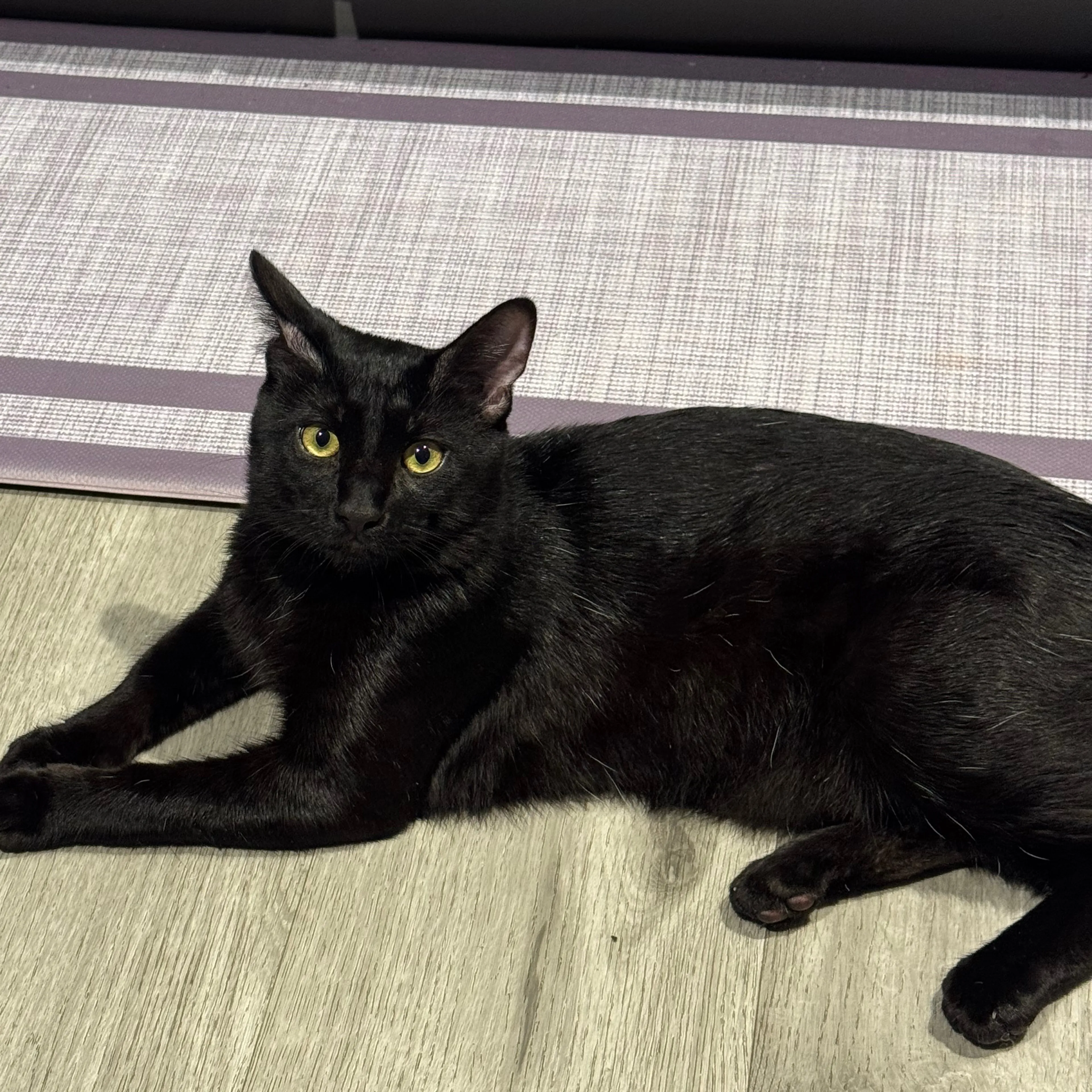 Lost pet-1