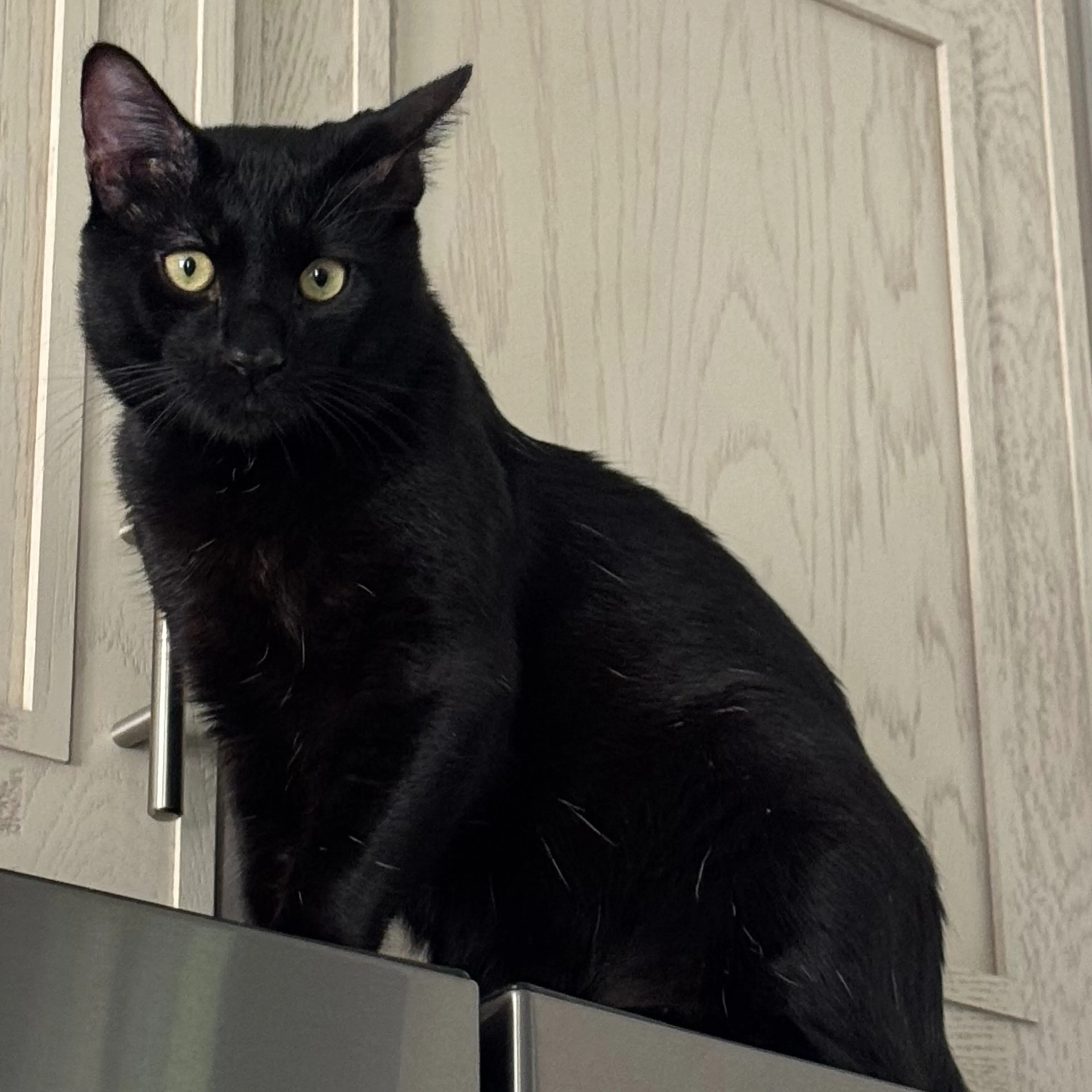 Lost pet-2