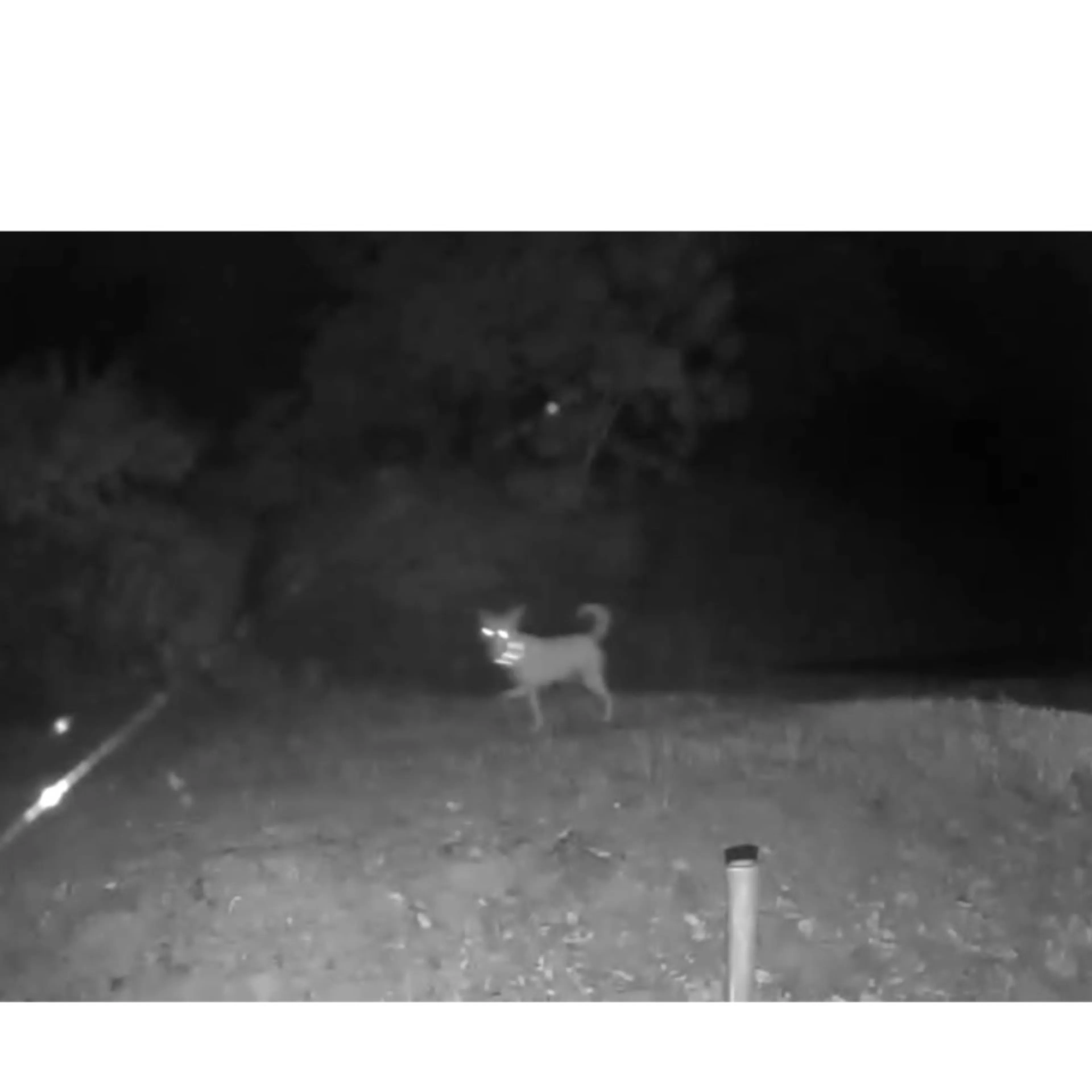 Found pet